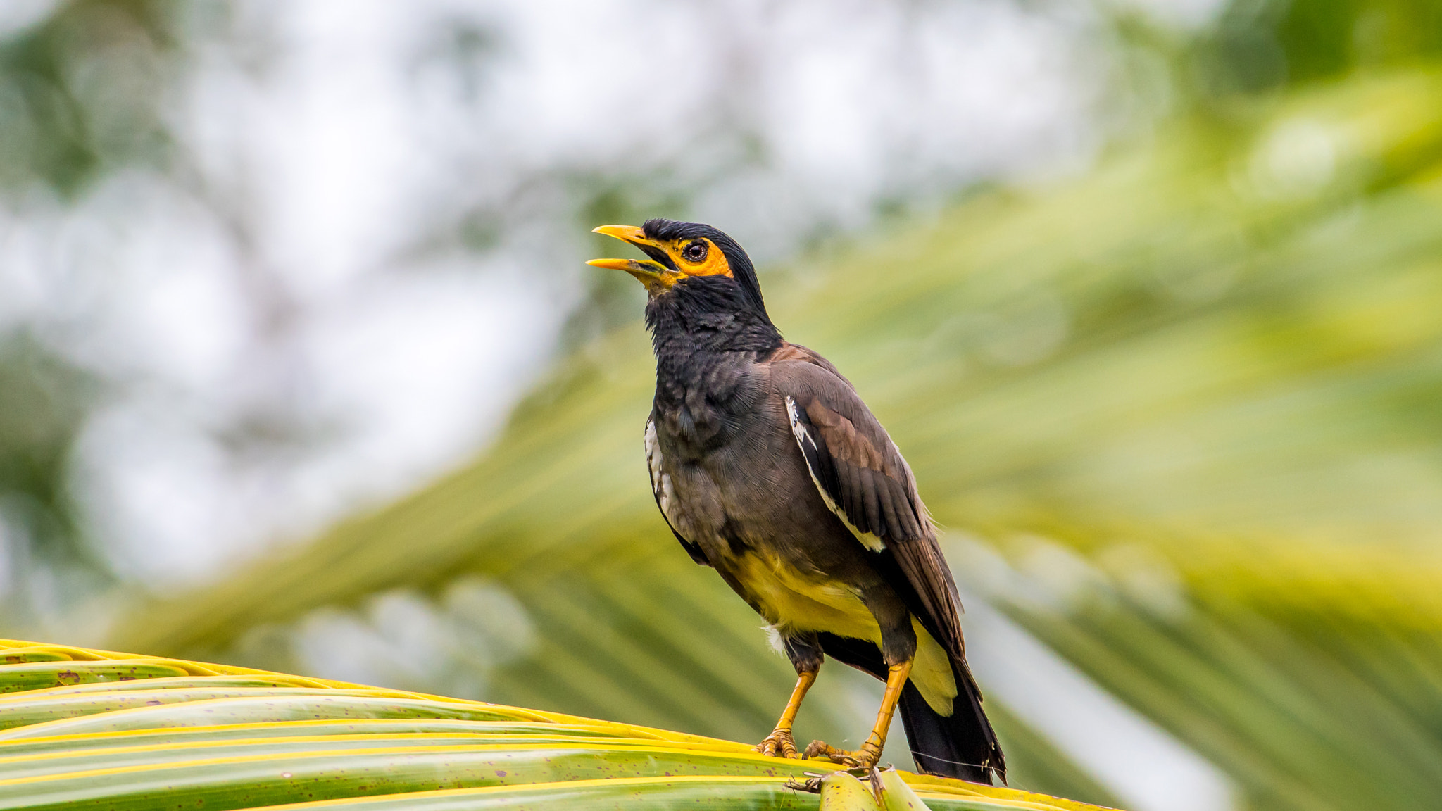 Nikon AF-S Nikkor 200-500mm F5.6E ED VR sample photo. Common myna photography