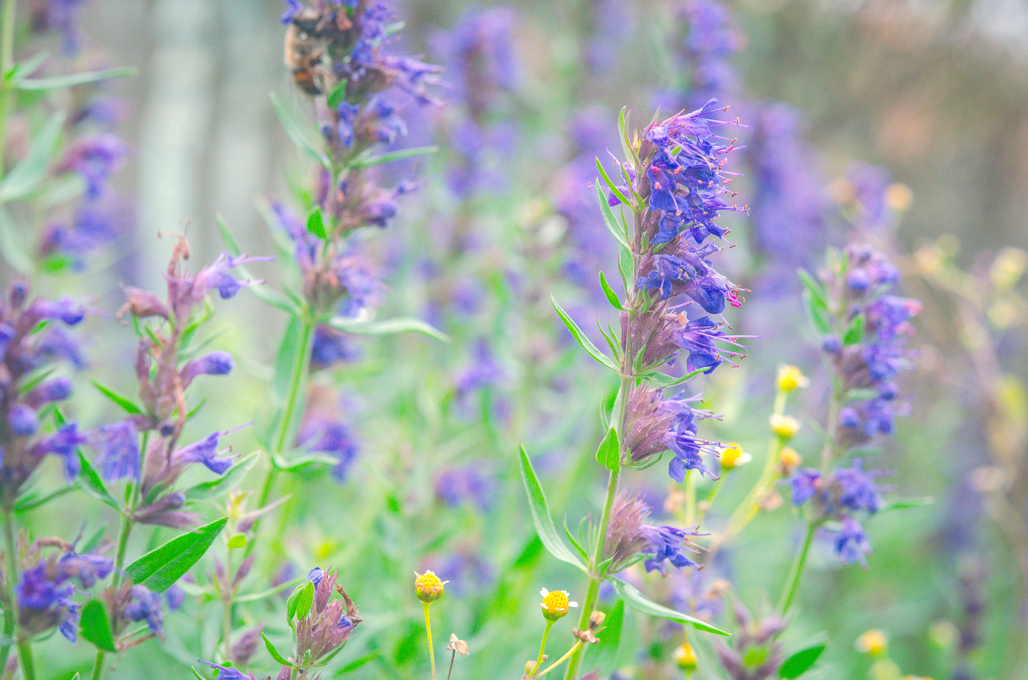 Nikon AF-S Micro-Nikkor 60mm F2.8G ED sample photo. Meadow flowers photography