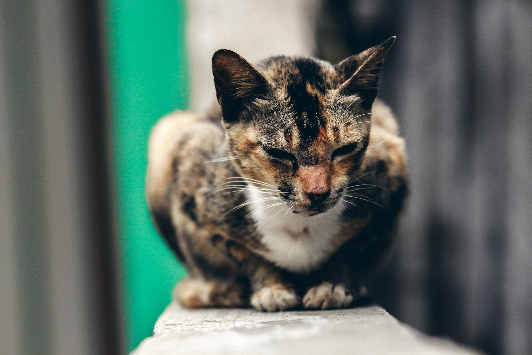 Canon EF 70-200mm F2.8L USM sample photo