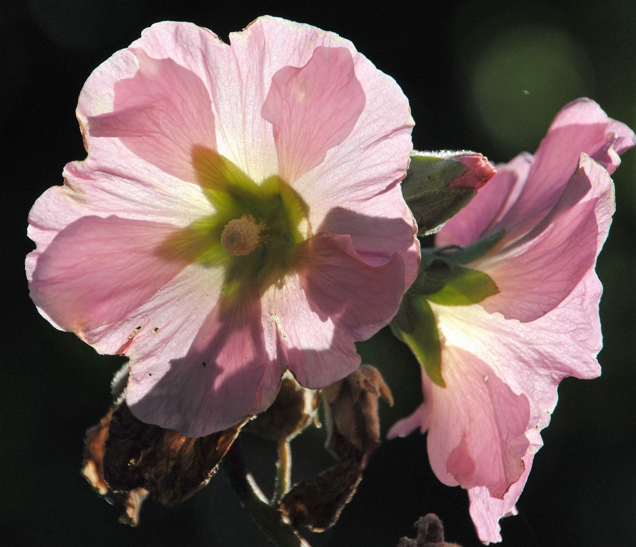 Nikon D3000 sample photo. Beleuchtete blume photography