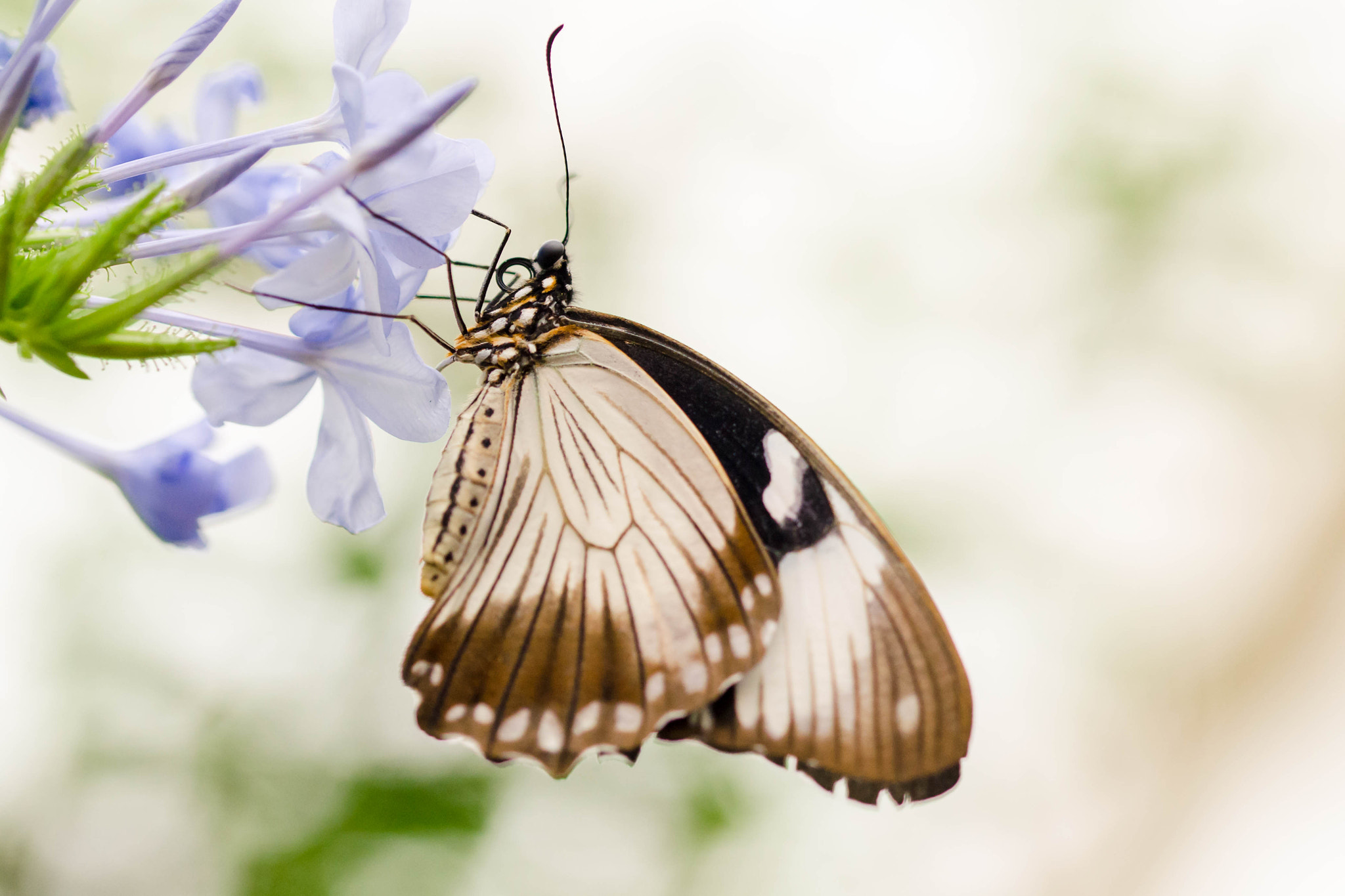 Sigma 105mm F2.8 EX DG OS HSM sample photo. Butterfly  photography