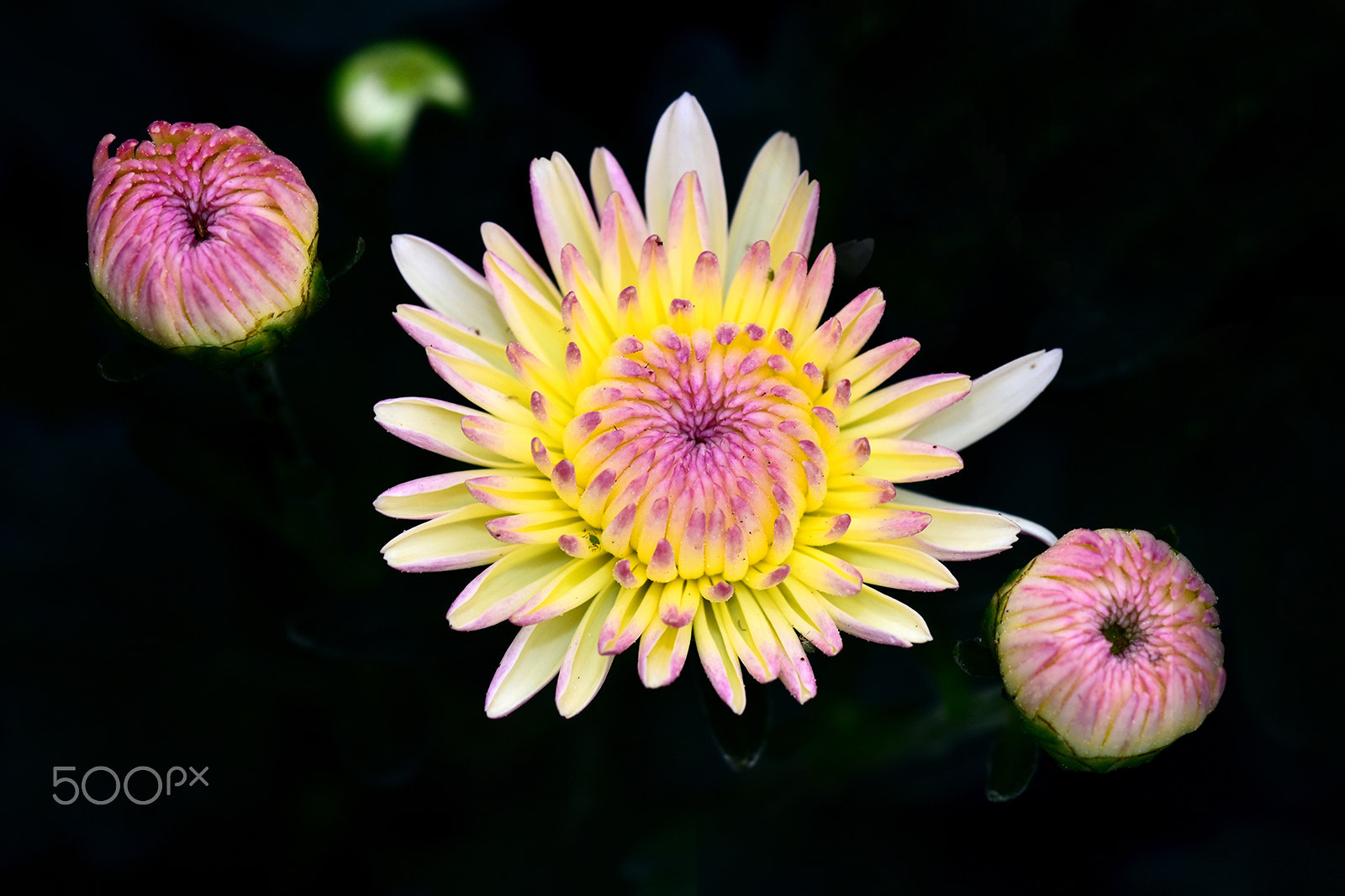 Sigma 150mm F2.8 EX DG Macro HSM sample photo. Flowers photography