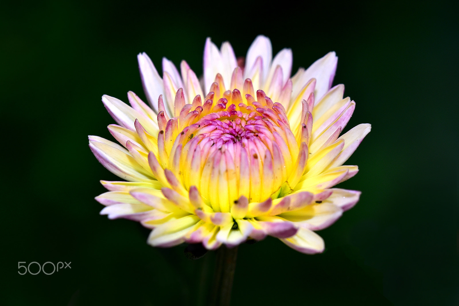 Sigma 150mm F2.8 EX DG Macro HSM sample photo. Flower photography