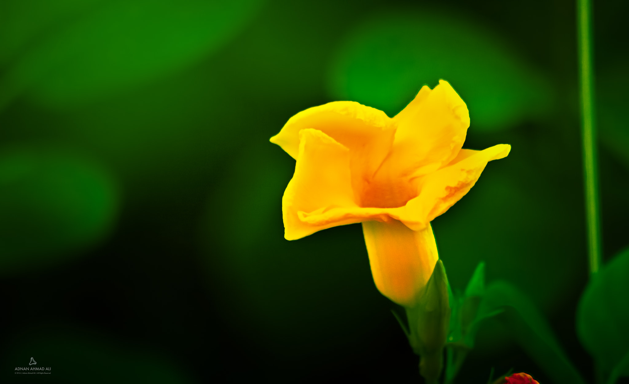 Sigma 70-300mm F4-5.6 APO DG Macro sample photo. Yellow dream photography