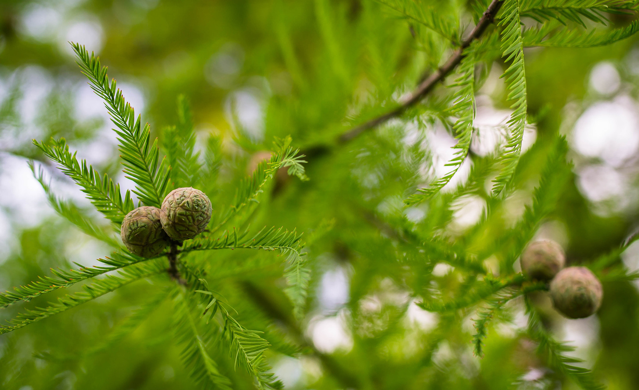 Nikon D3100 + Sigma 35mm F1.4 DG HSM Art sample photo. Autumnal green... photography