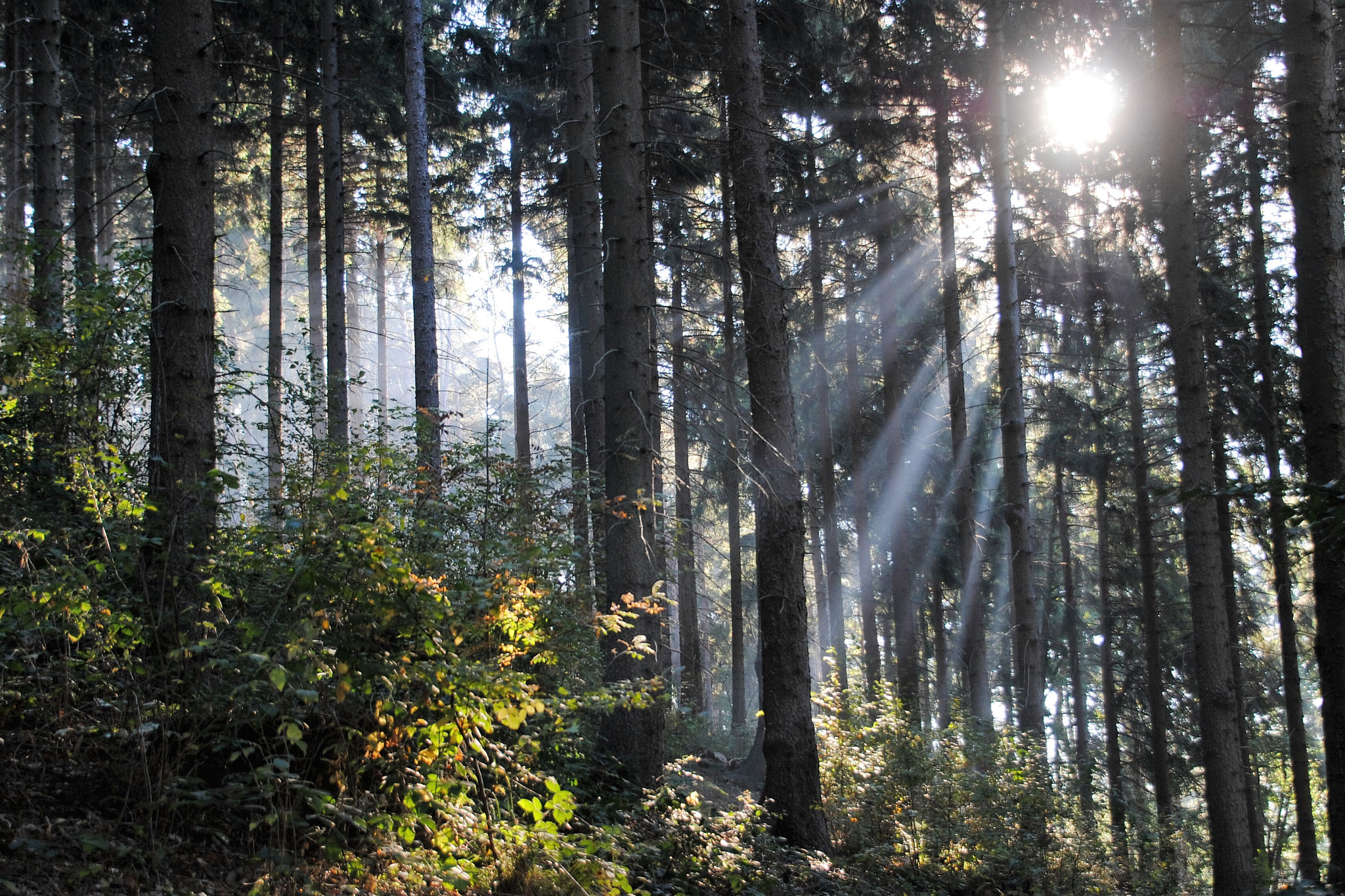 Nikon D3000 sample photo. Sonne im wald photography