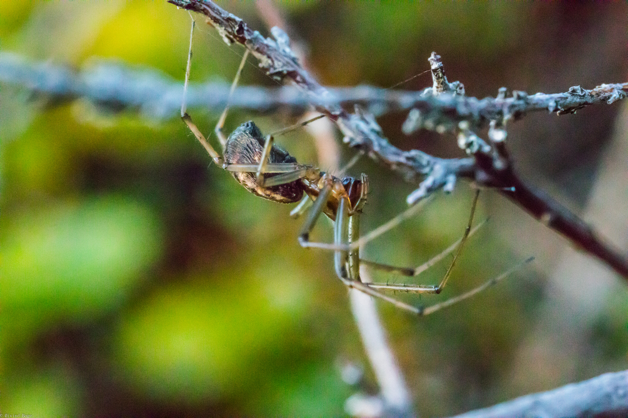 Canon MP-E 65mm F2.5 1-5x Macro Photo sample photo. Msa photography