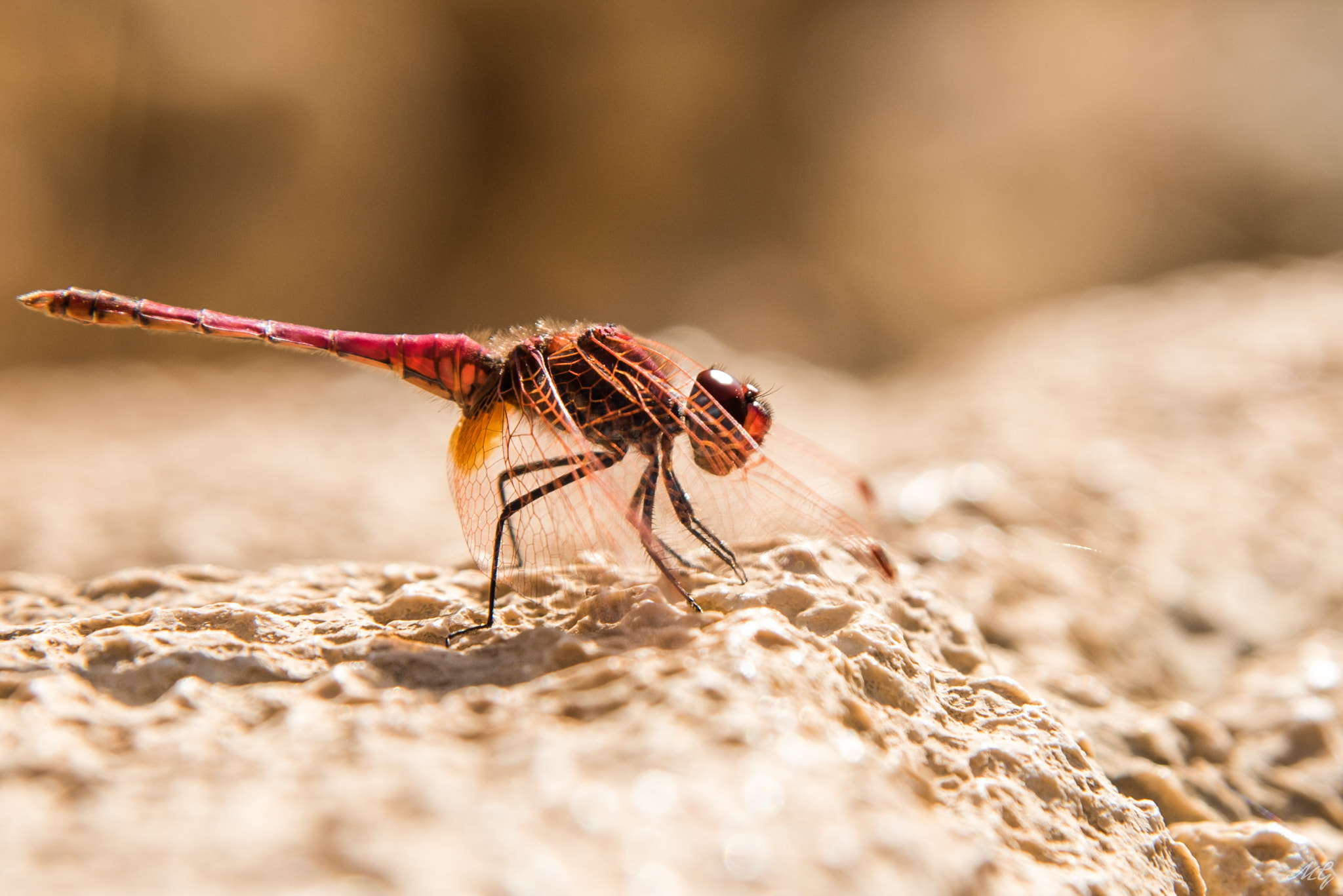 Nikon AF Nikkor 24-85mm F2.8-4D IF sample photo. Dragonfly photography