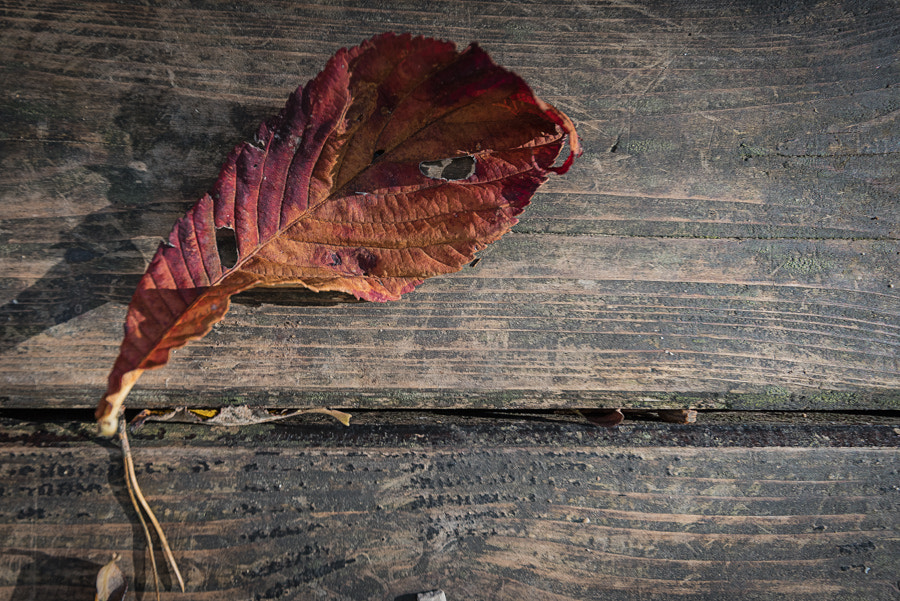 Nikon D750 sample photo. Leaf in autumn photography