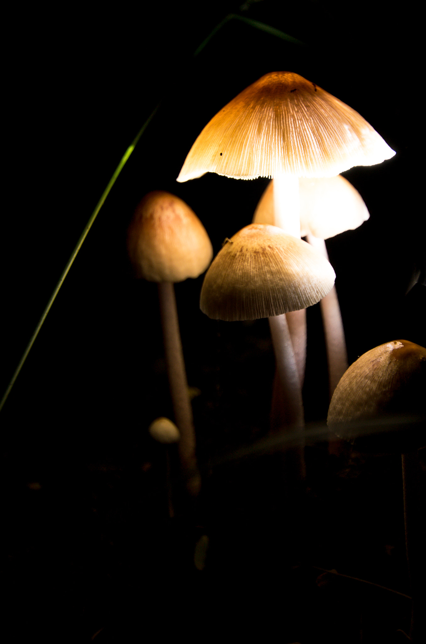 Sony ILCA-77M2 + 10-20mm F3.5 sample photo. Magic mushrooms photography
