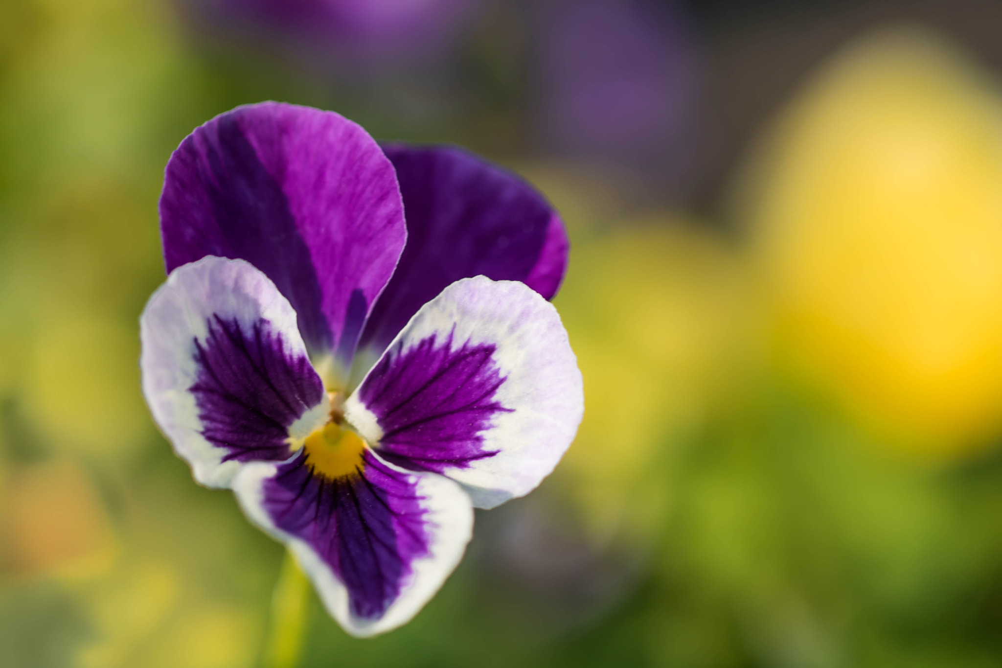Canon EOS 760D (EOS Rebel T6s / EOS 8000D) sample photo. Pansy photography