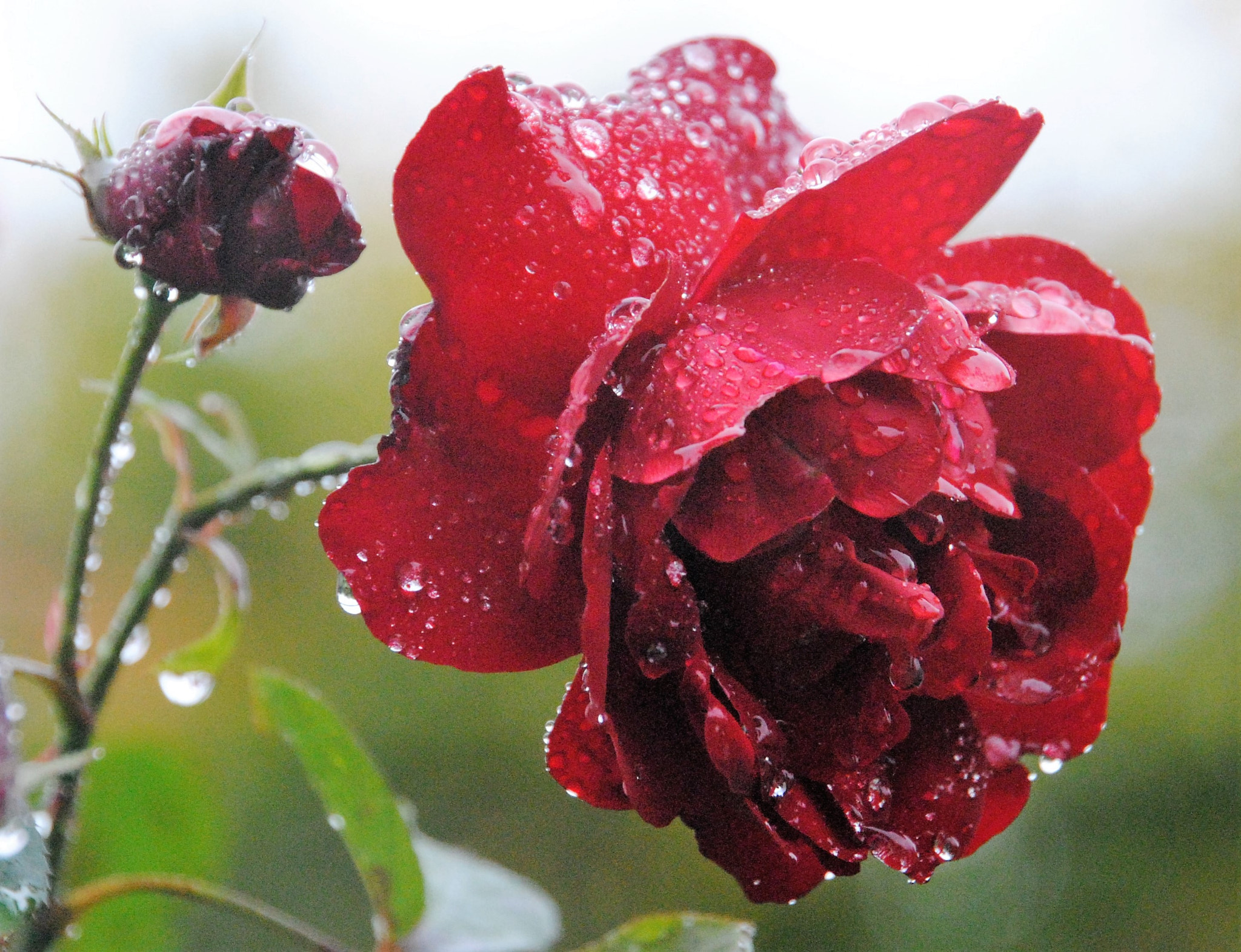 Nikon D3000 sample photo. "regen-rose" photography