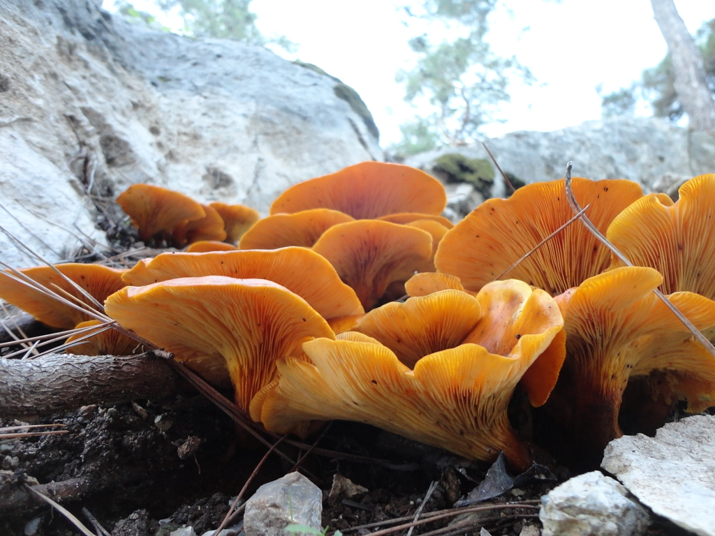 Omphalotus Olearius Mushrooms de Onder SAHAN sur 500px.com
