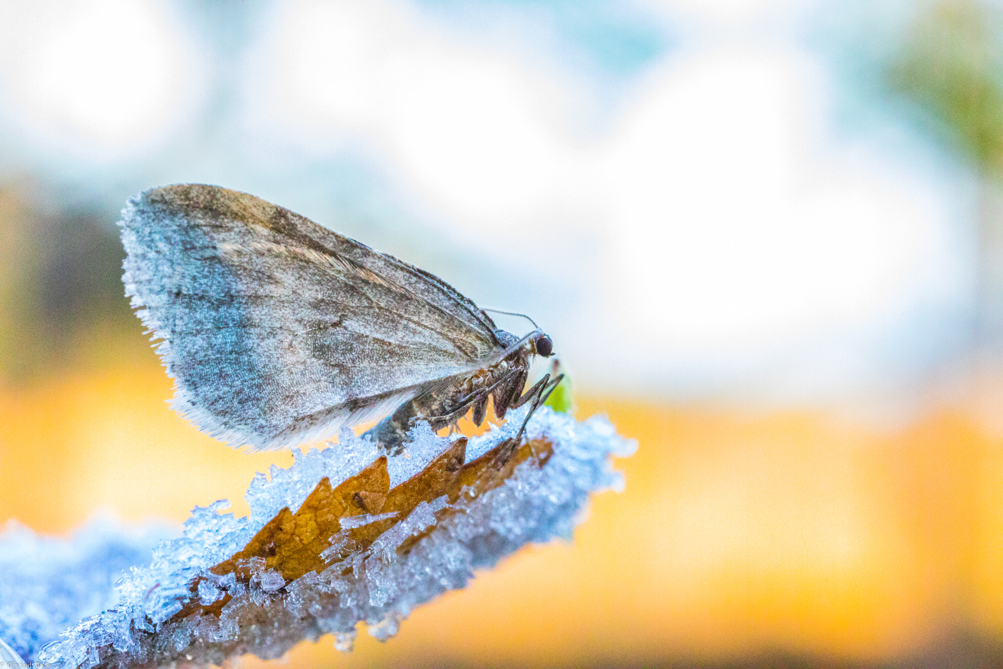 Canon EOS 5D Mark IV + Canon MP-E 65mm F2.5 1-5x Macro Photo sample photo. Icy fly photography