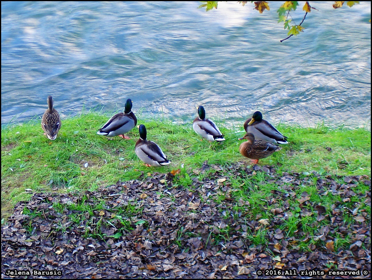 Sony DSC-W5 sample photo. Ducks photography
