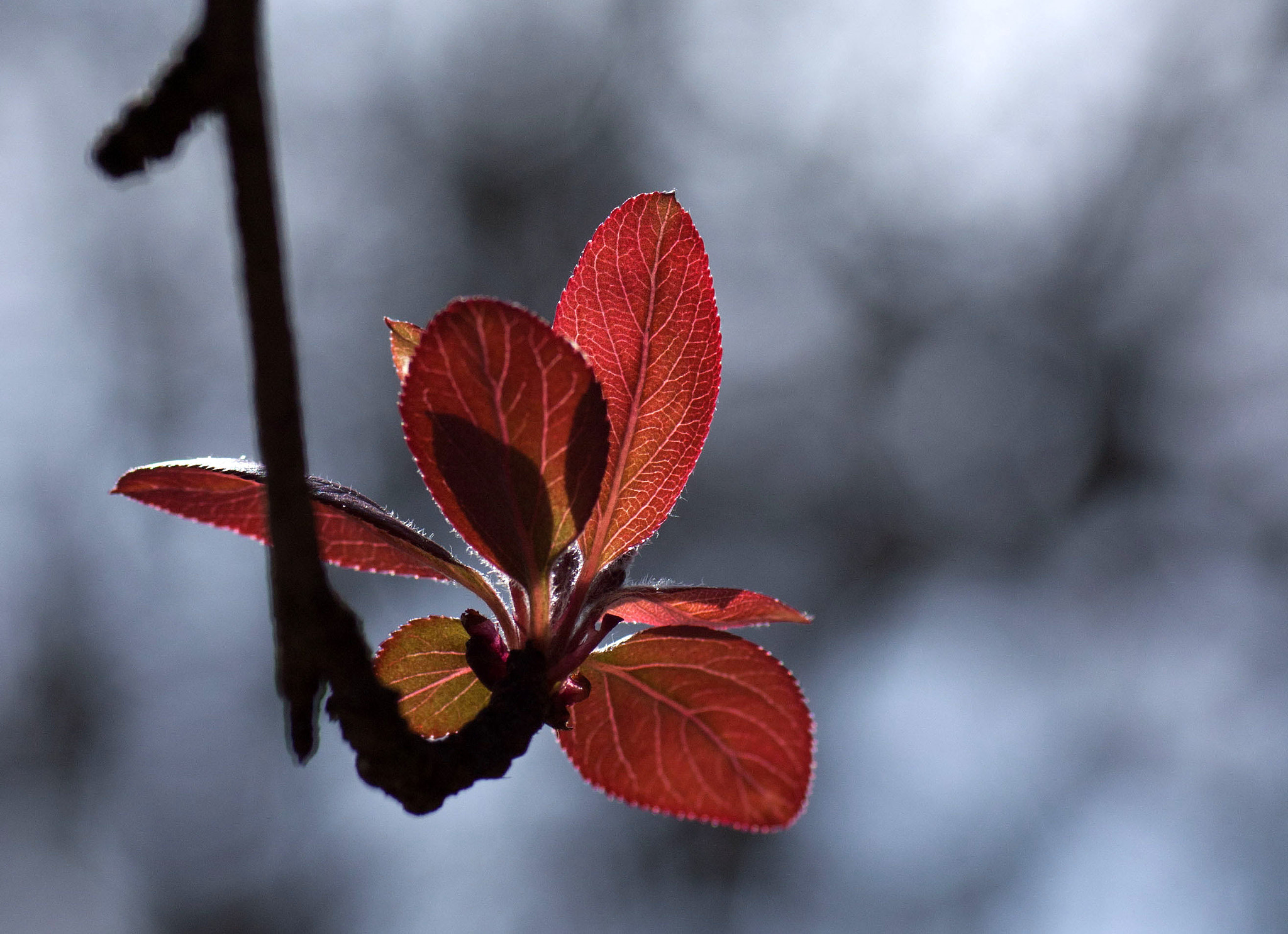 Sigma 50mm f/1.4 EX DG HSM + 1.4x sample photo