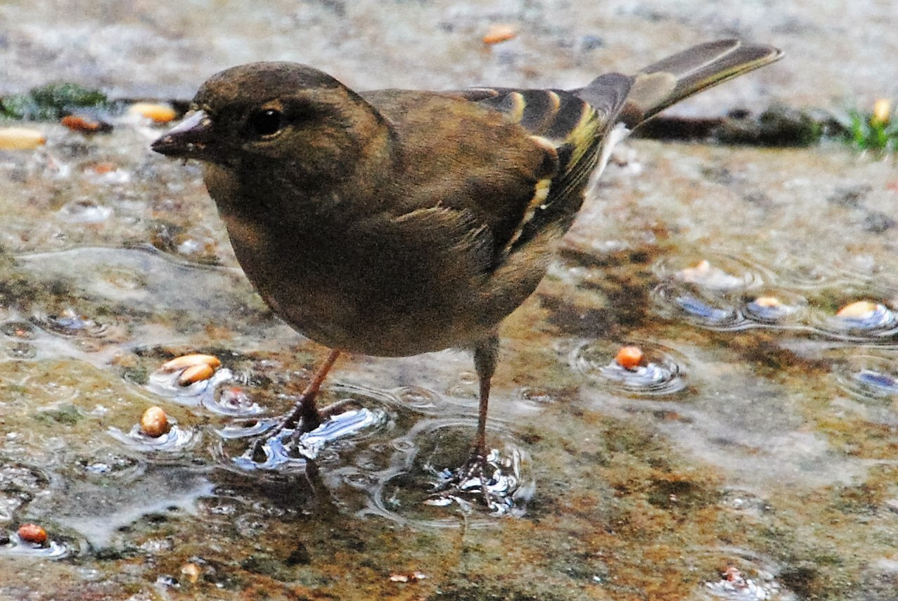 Nikon D3000 sample photo. Vogel im regen photography