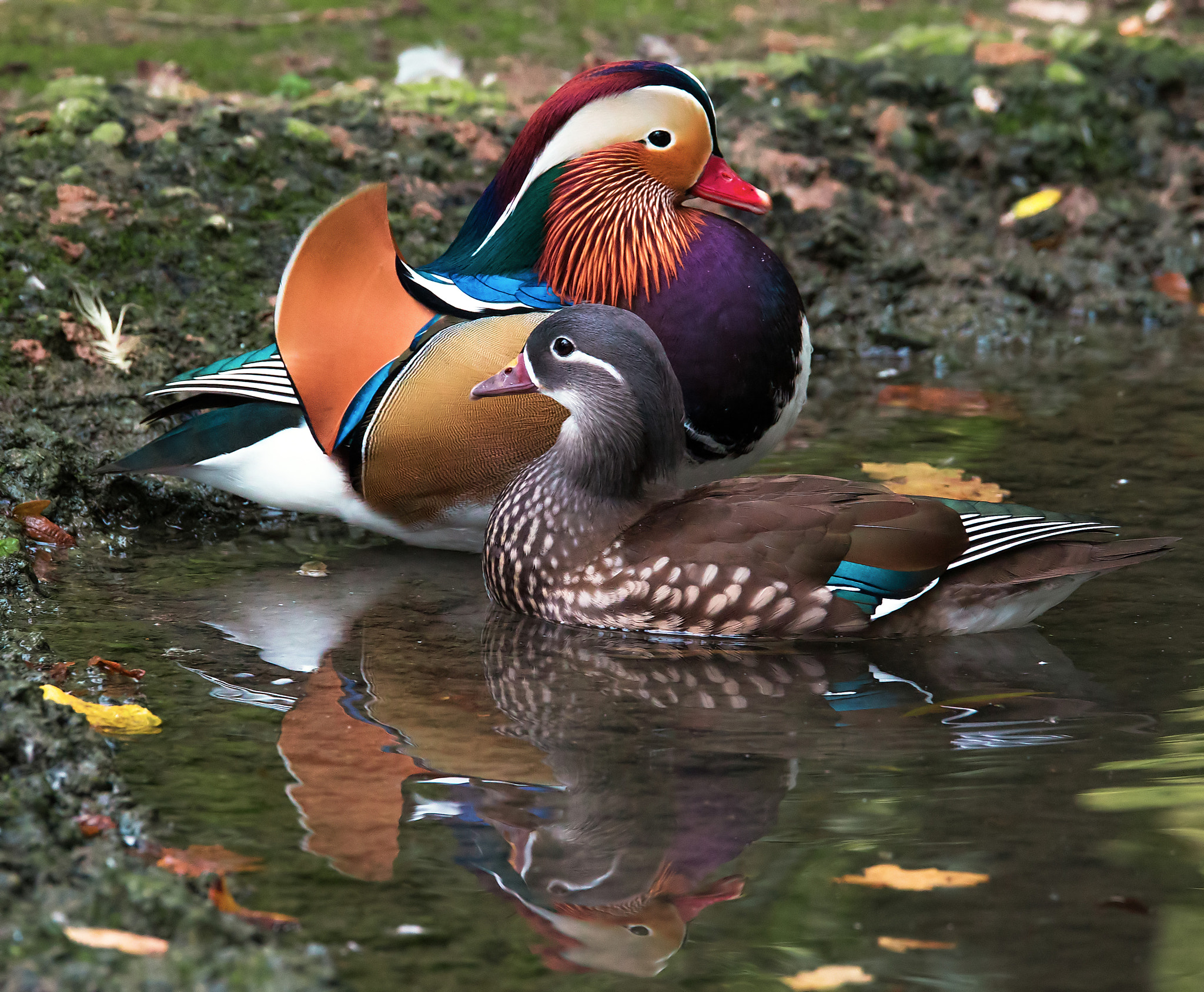 150-600mm F5-6.3 DG OS HSM | Sports 014 sample photo. Twin duck photography