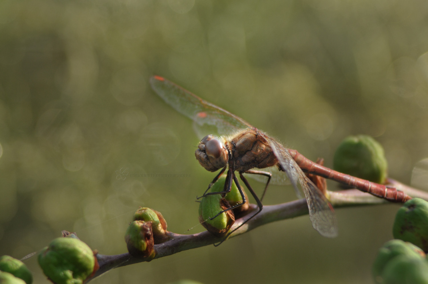 Nikon D300S sample photo. Dragonfly, sympetum striolatum. photography