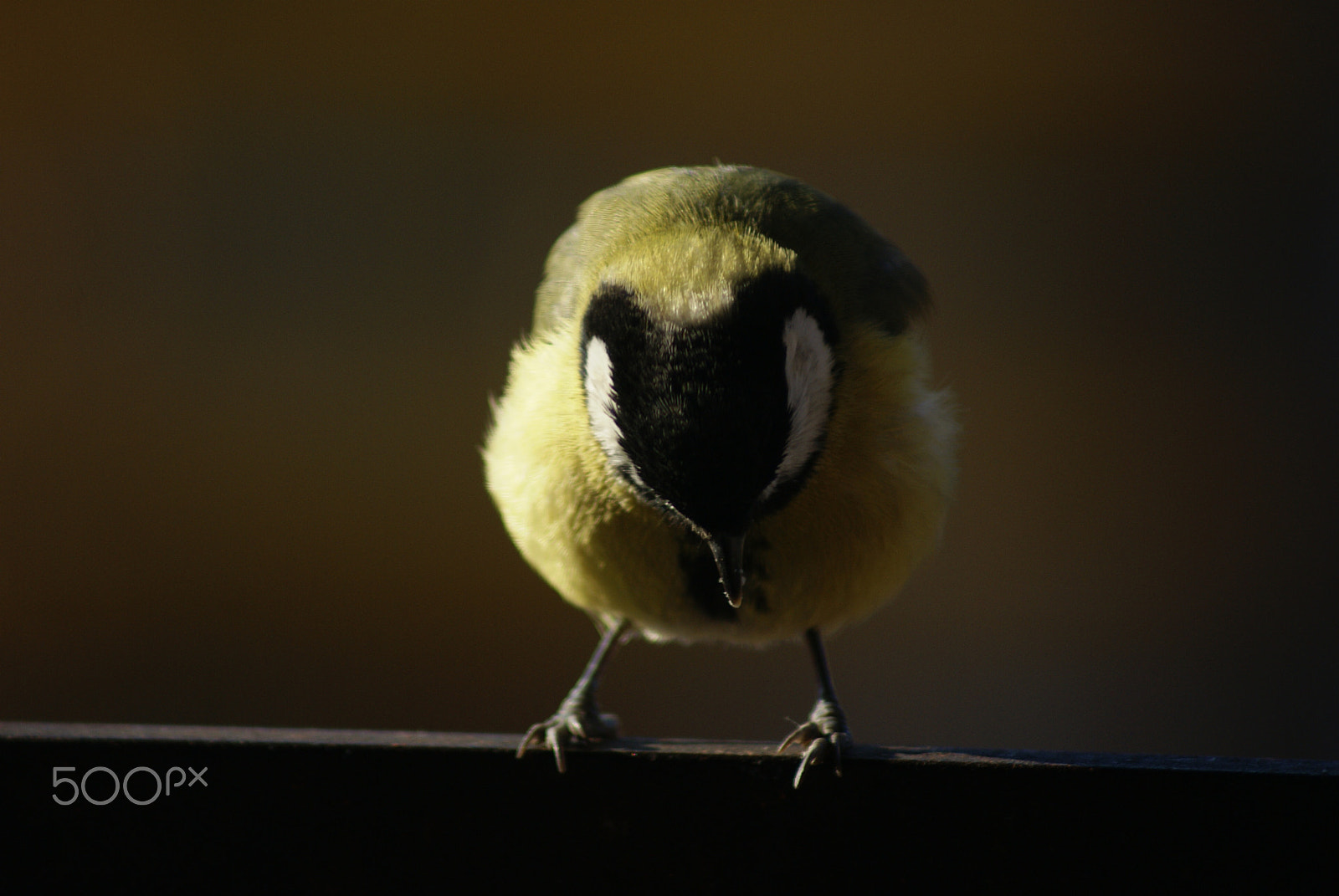 Sony Alpha DSLR-A100 sample photo. Who is there? photography