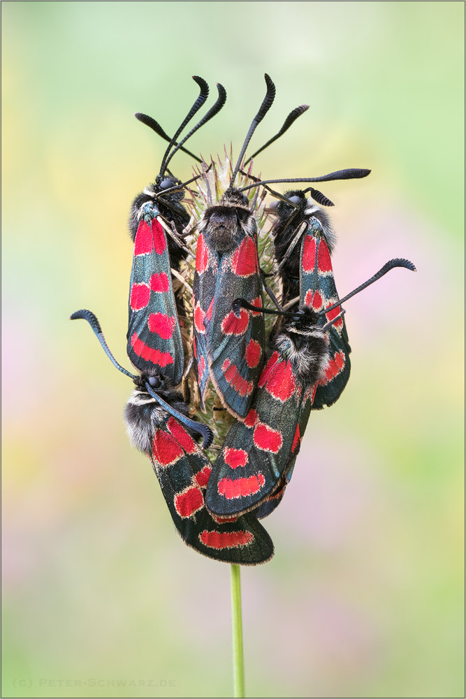 Sigma 150mm f/2.8 EX DG OS HSM APO Macro sample photo. Esparsetten-widderchen (zygaena carniolica) photography