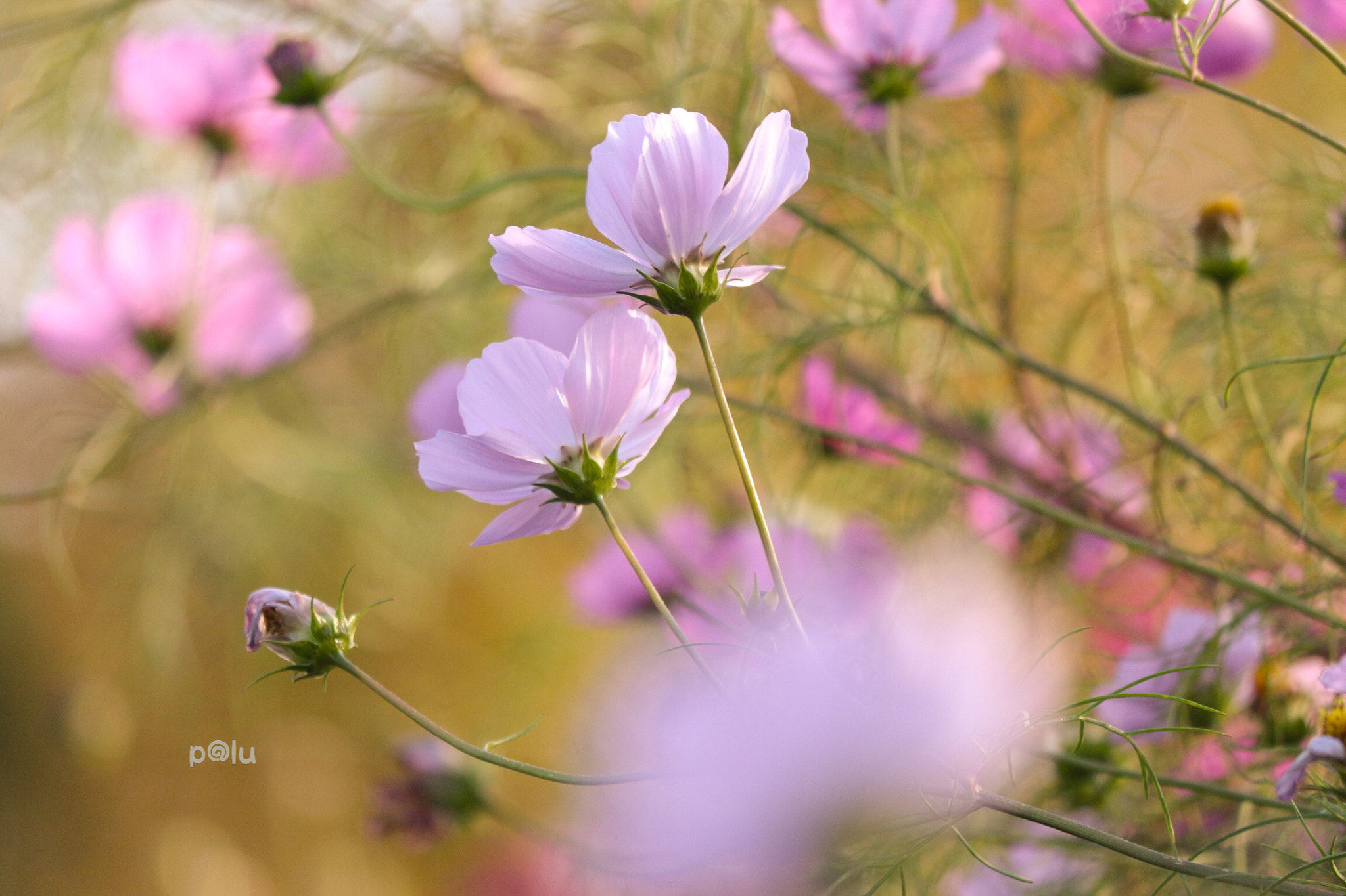 Canon EOS 700D (EOS Rebel T5i / EOS Kiss X7i) sample photo