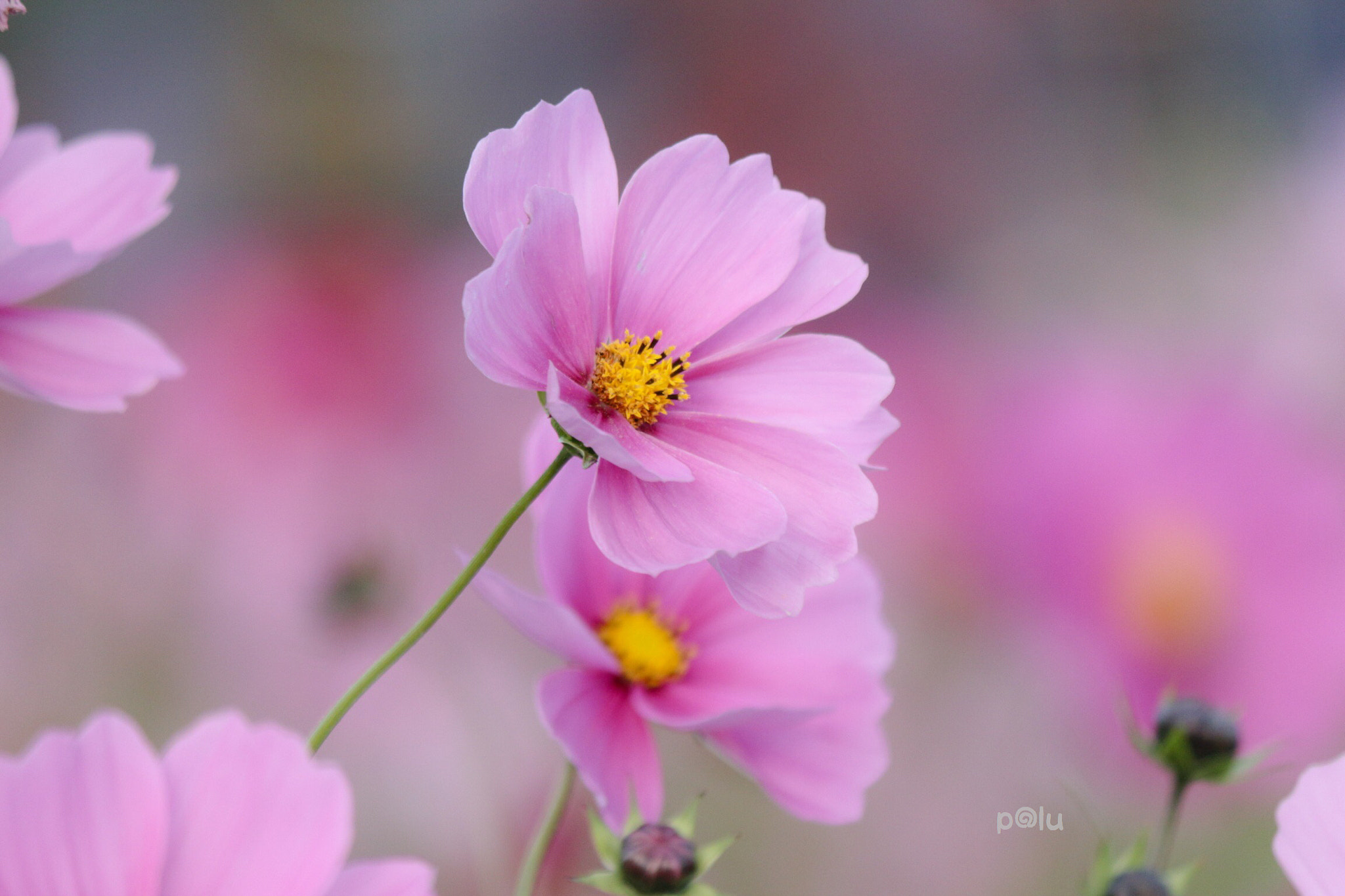 Canon EOS 700D (EOS Rebel T5i / EOS Kiss X7i) sample photo