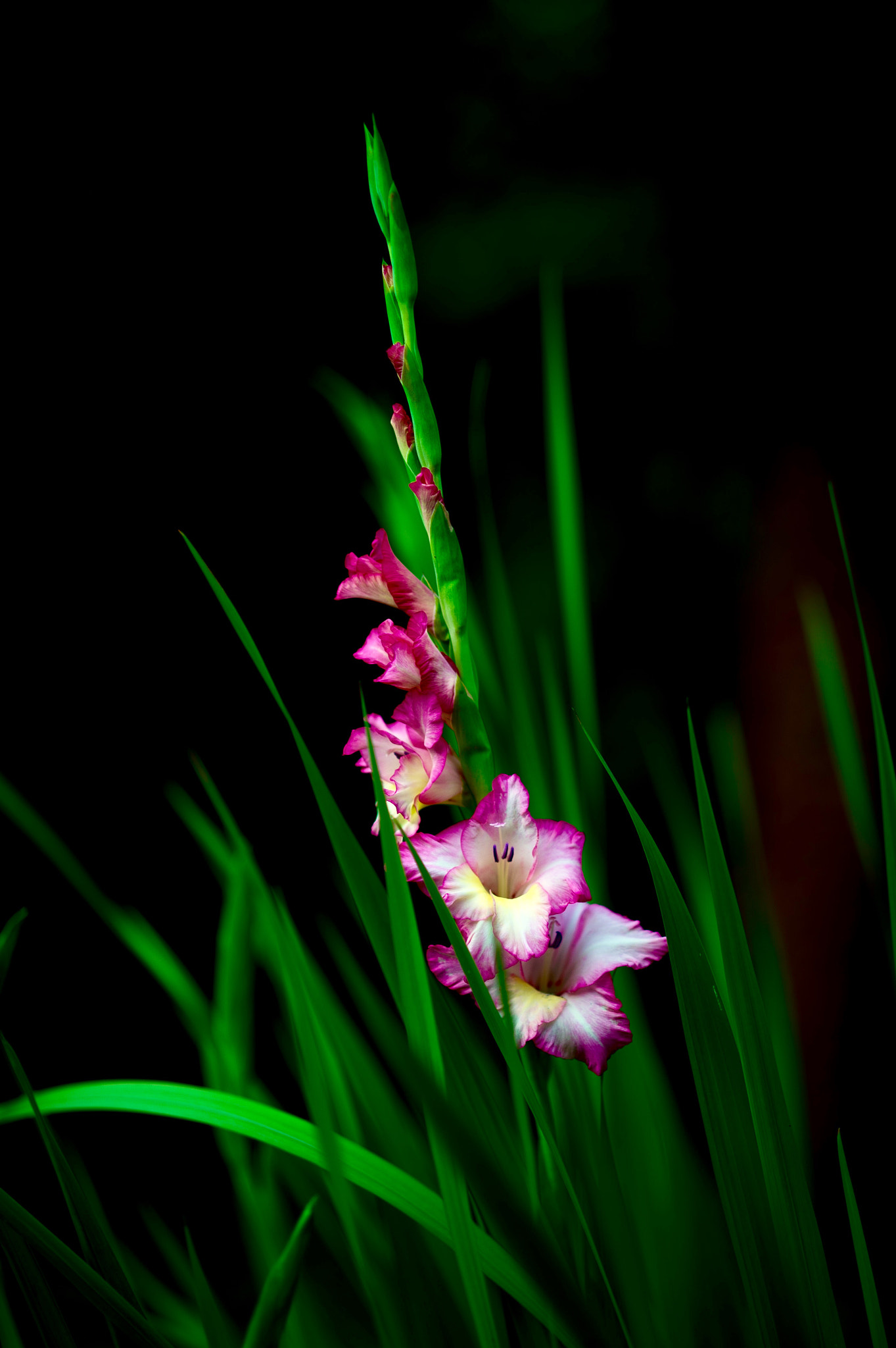 Nikon Df sample photo. Gladiolus photography