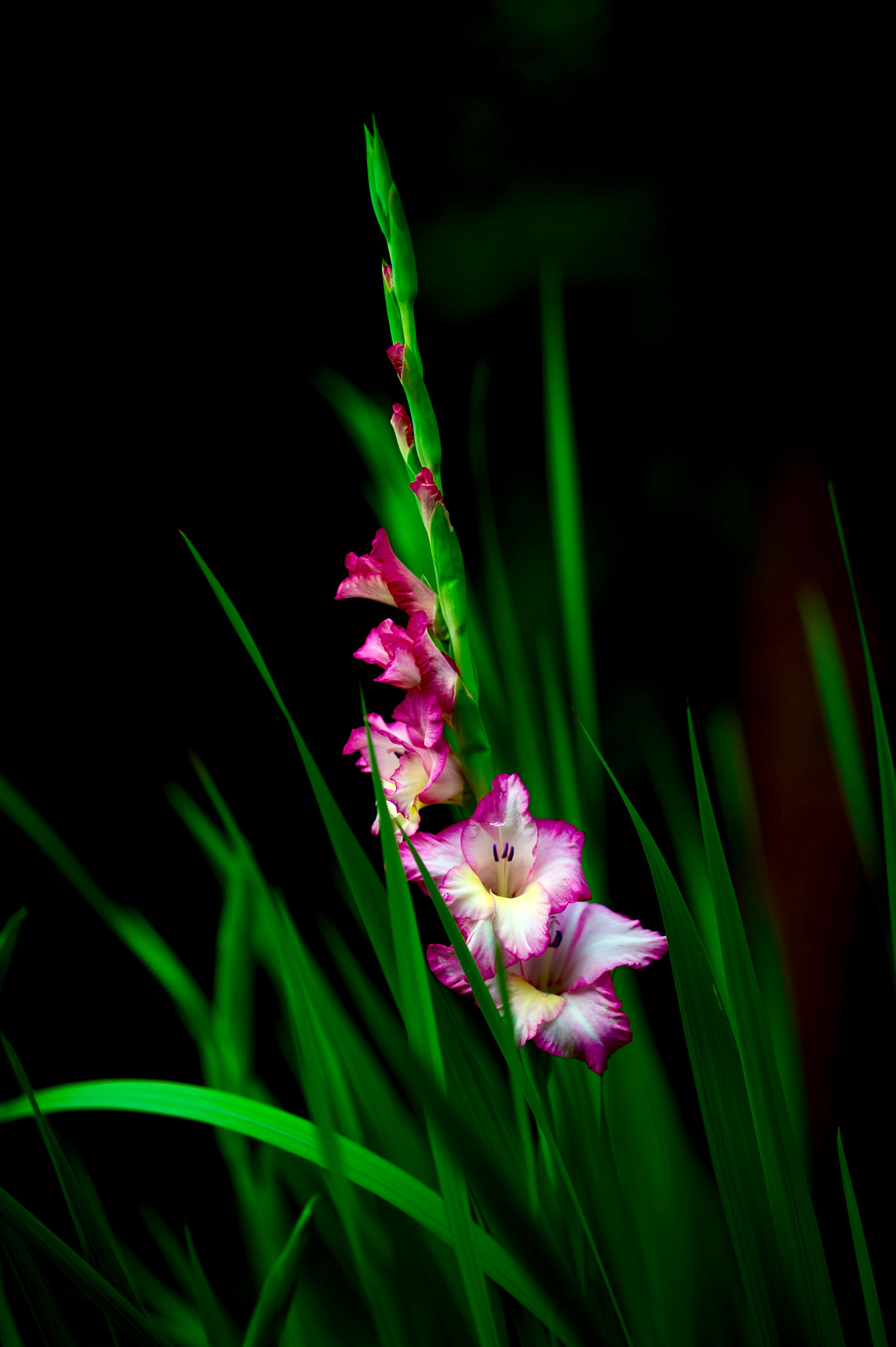 Nikon Df + Nikon AF Nikkor 105mm F2D DC sample photo. Gladiolus photography