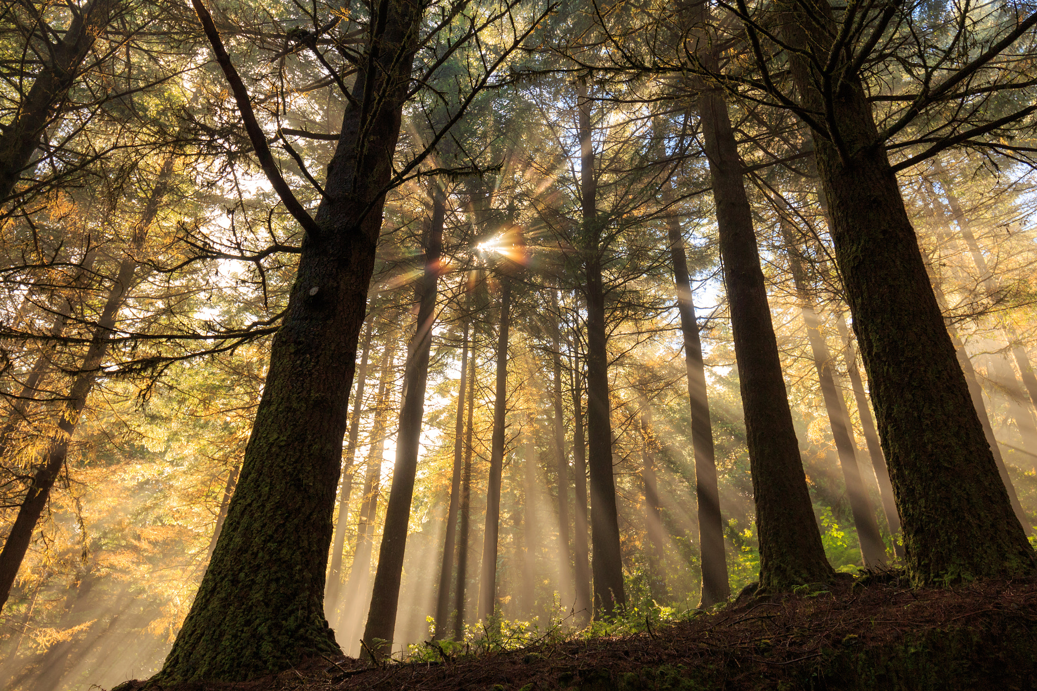 Canon EF 16-35mm F4L IS USM sample photo. Magical mystical forest, sun rays through the fog, madeira, portugal photography