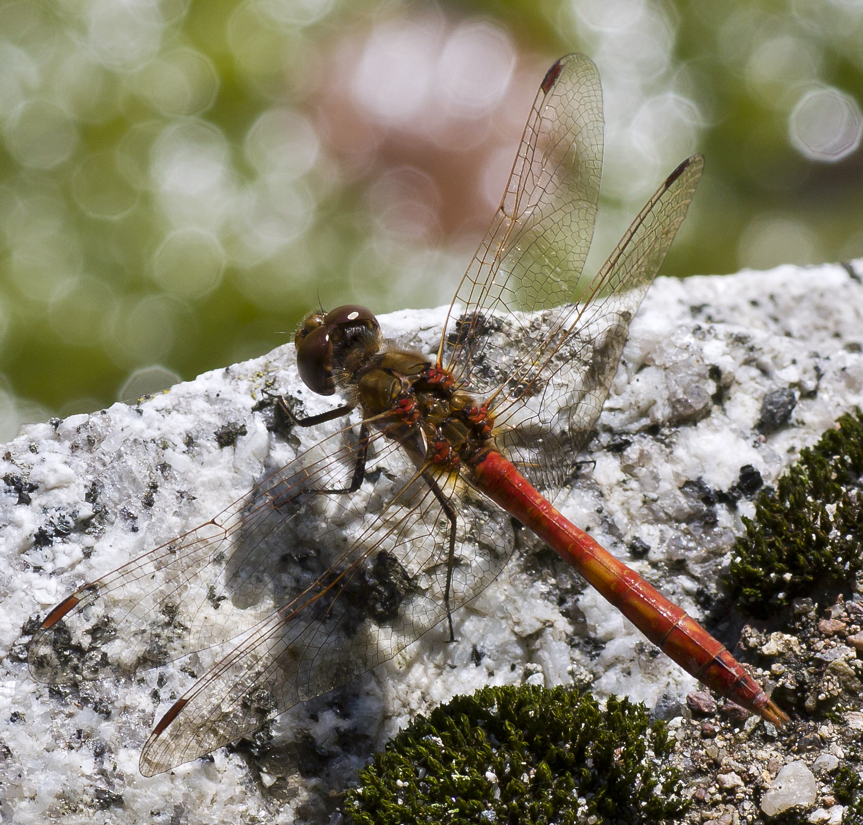 Canon EOS 450D (EOS Rebel XSi / EOS Kiss X2) + Tamron SP AF 90mm F2.8 Di Macro sample photo. Bokeh dragonfly photography