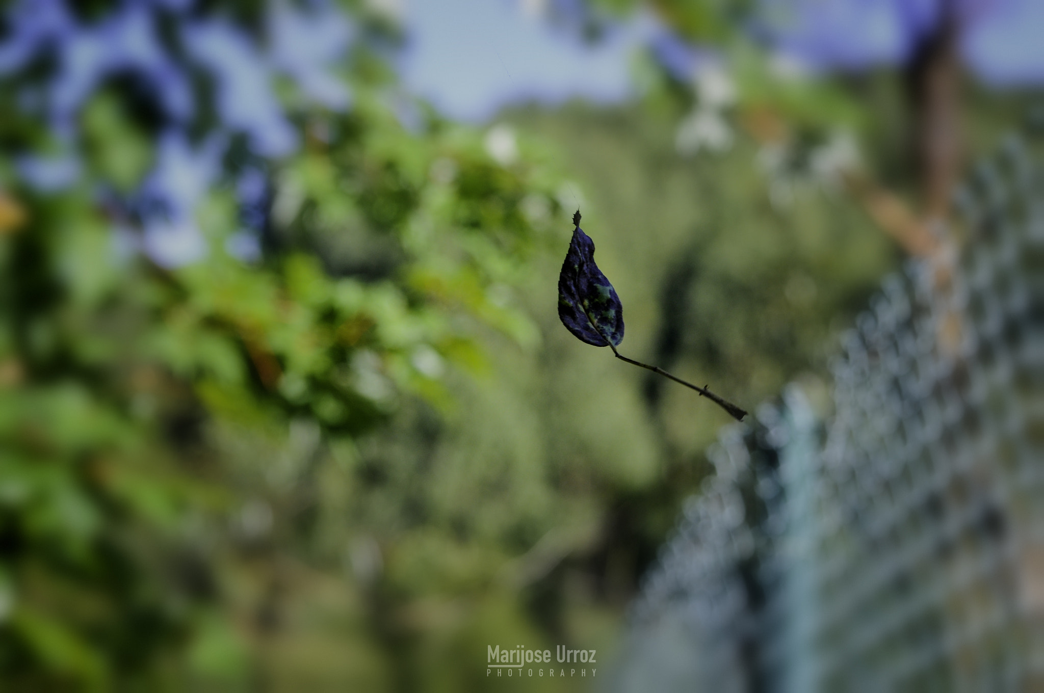 Nikon D300 sample photo. Fall photography