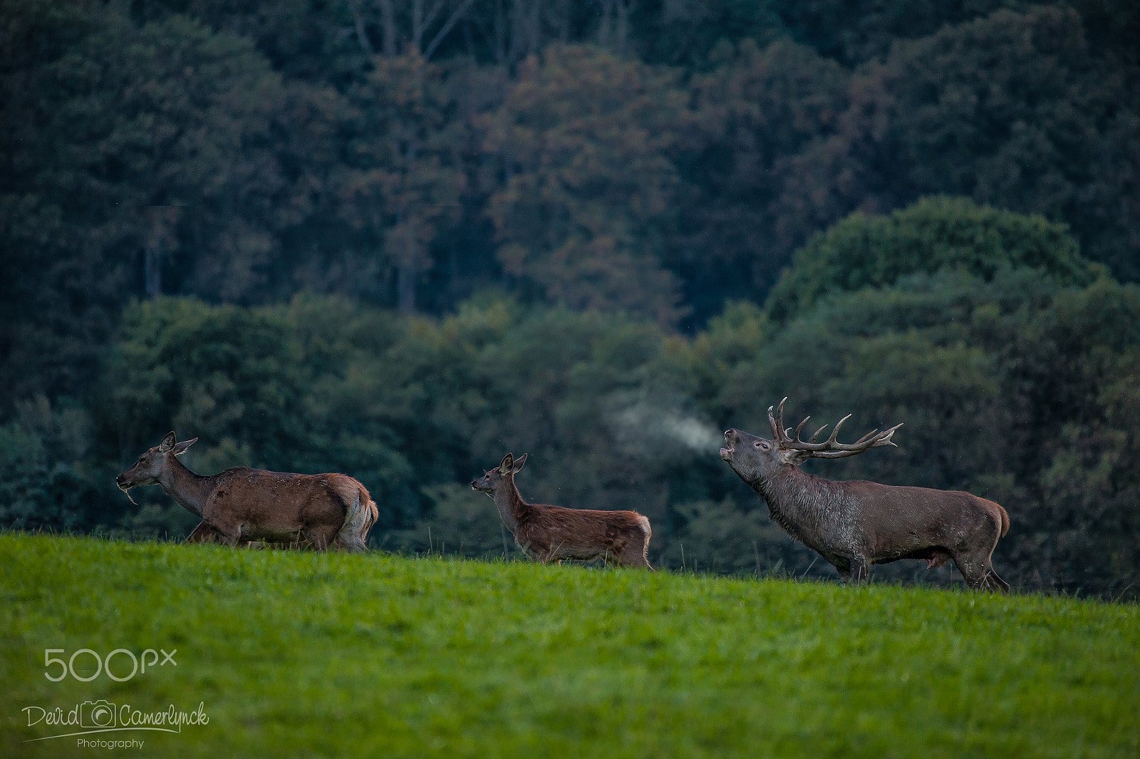Nikon AF-S Nikkor 200-500mm F5.6E ED VR sample photo. Into the forest photography