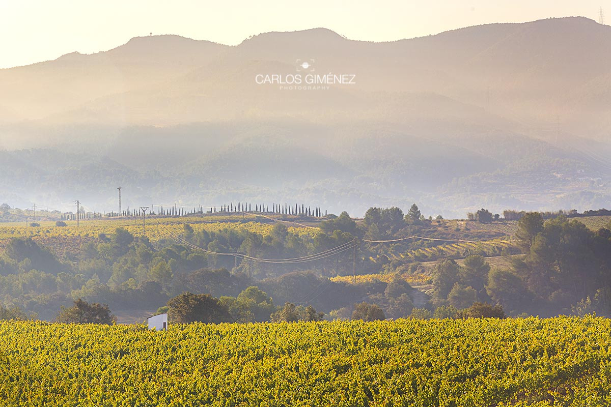 Sigma 70-200mm F2.8 EX DG OS HSM sample photo. Not tuscani. just penedès photography