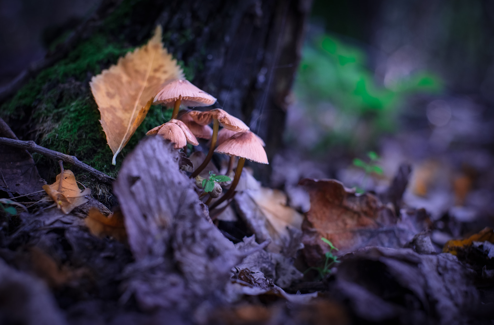 Nikon D610 + Sigma 50mm F1.4 EX DG HSM sample photo. Fungus family photography