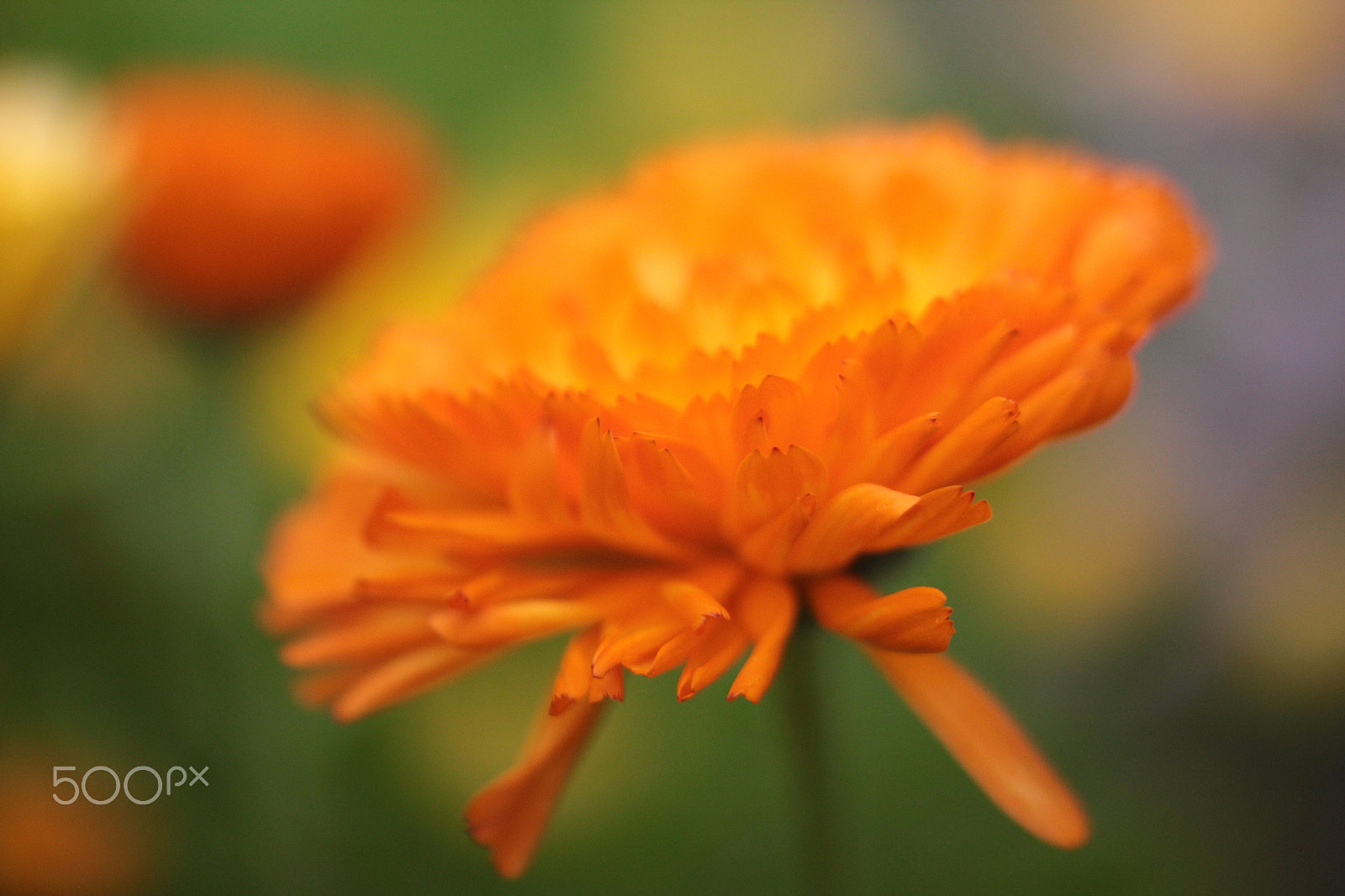Tamron SP AF 60mm F2 Di II LD IF Macro sample photo. Yellow flower photography
