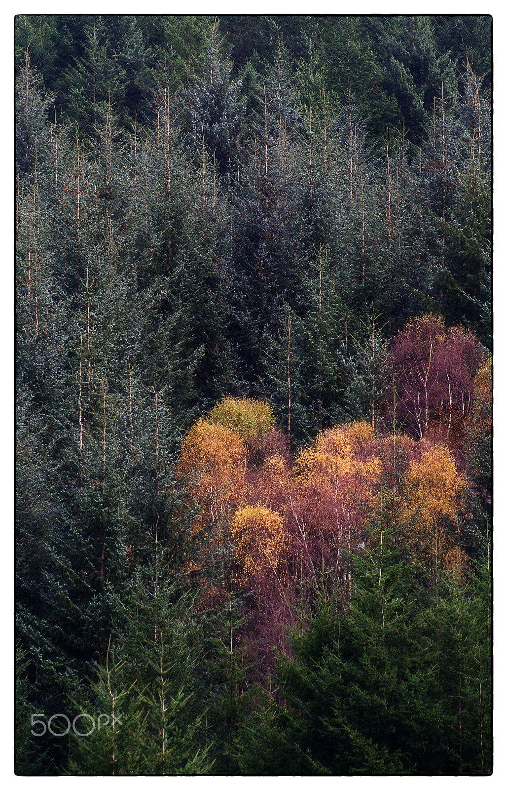 Sony 75-300mm F4.5-5.6 sample photo. The beginning of autumn photography