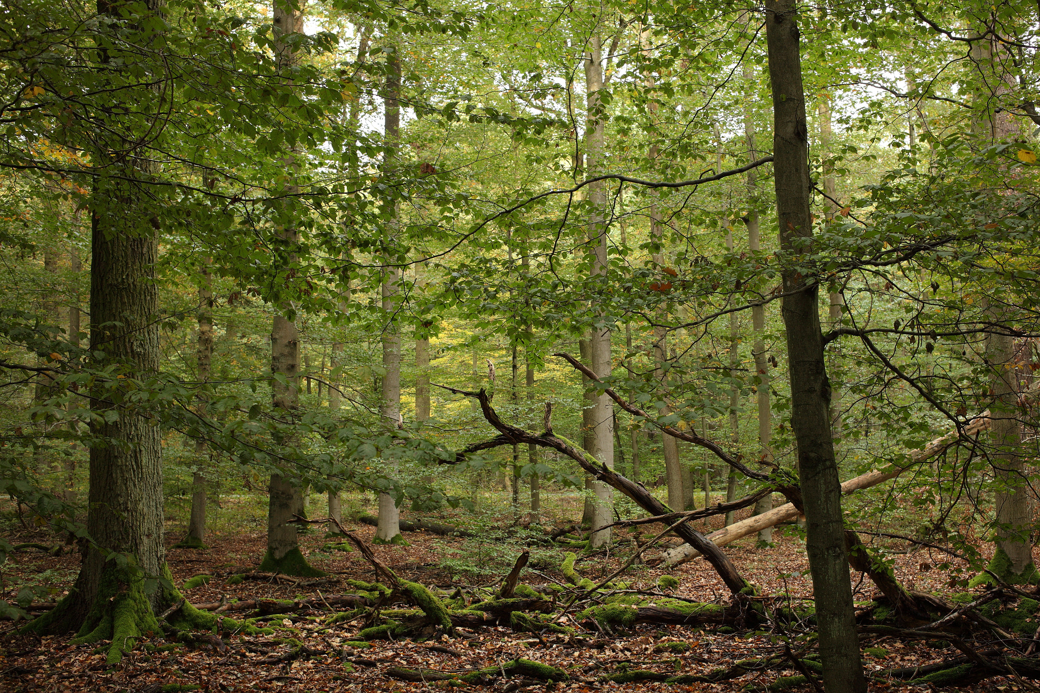 Canon EOS 5D Mark II + Canon EF 35mm F2 sample photo. Rainy forest photography