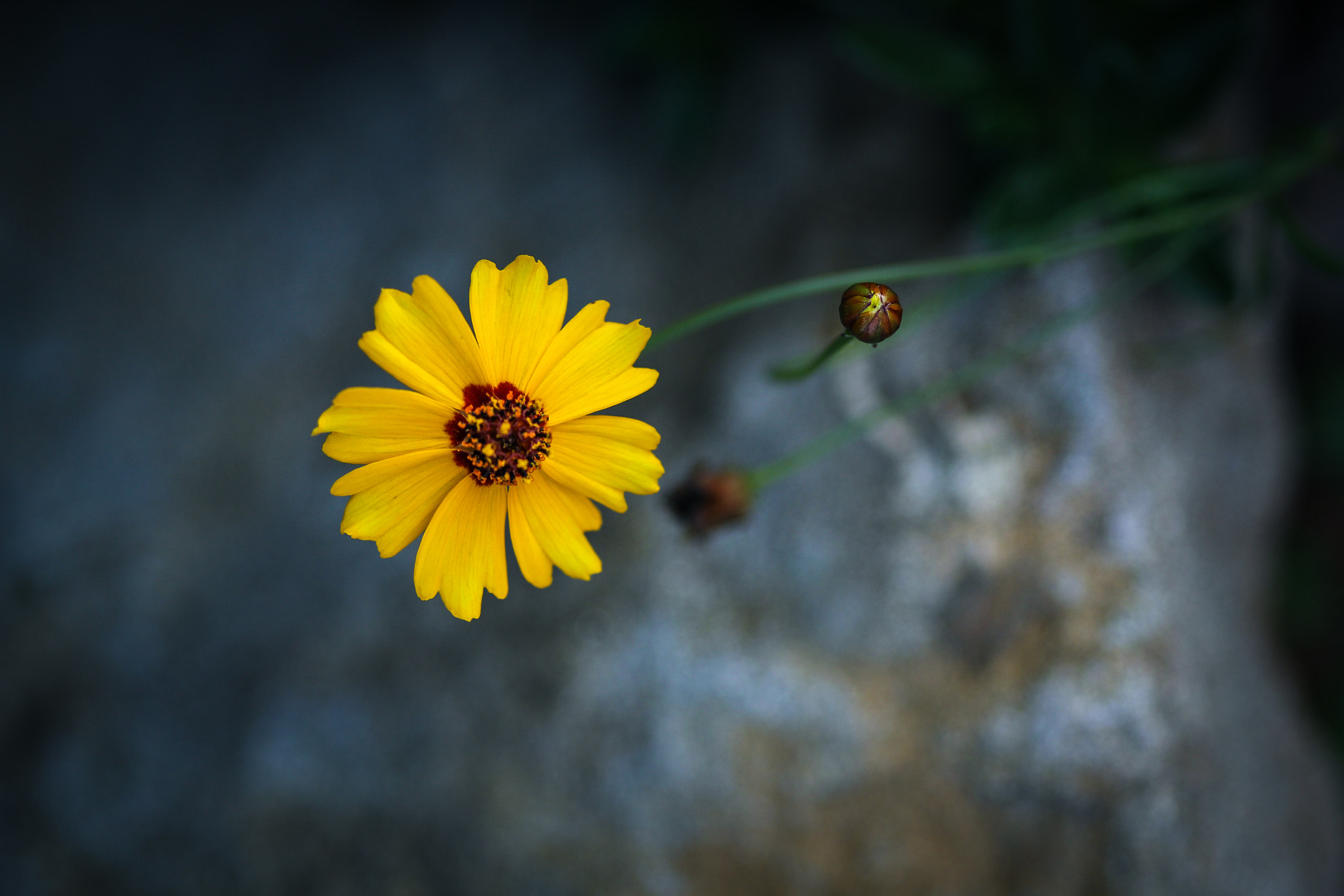 Canon EOS 60D + Sigma 105mm F2.8 EX DG Macro sample photo. Flower and bud img photography