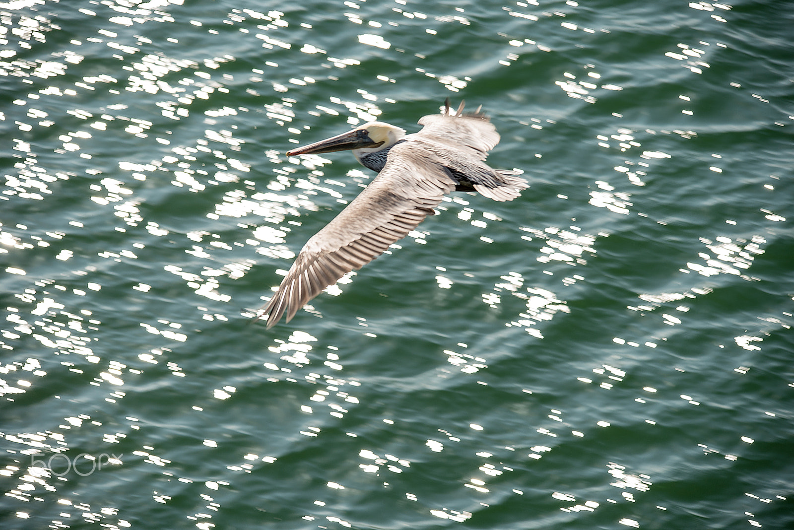 Sigma 150-500mm F5-6.3 DG OS HSM sample photo. Flying photography