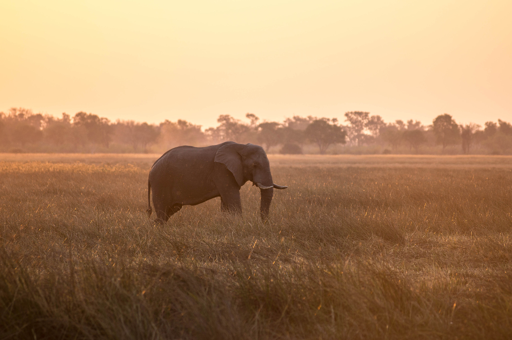 Tamron SP AF 70-200mm F2.8 Di LD (IF) MACRO sample photo. Sunset in moremi game reserve photography