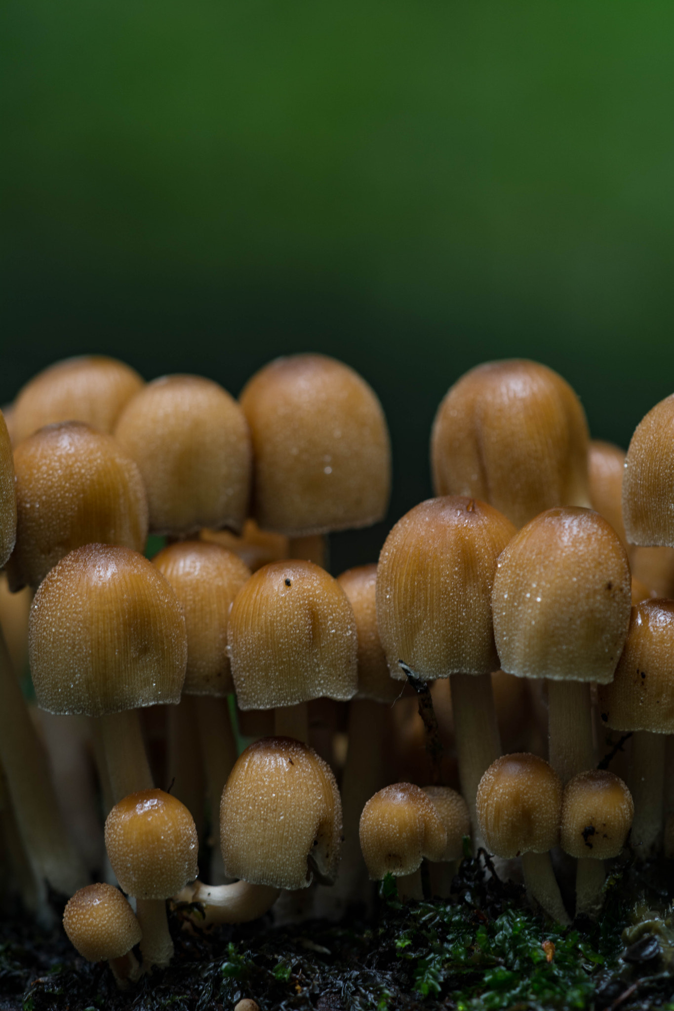 Sigma 150mm F2.8 EX DG Macro HSM sample photo. The family photography