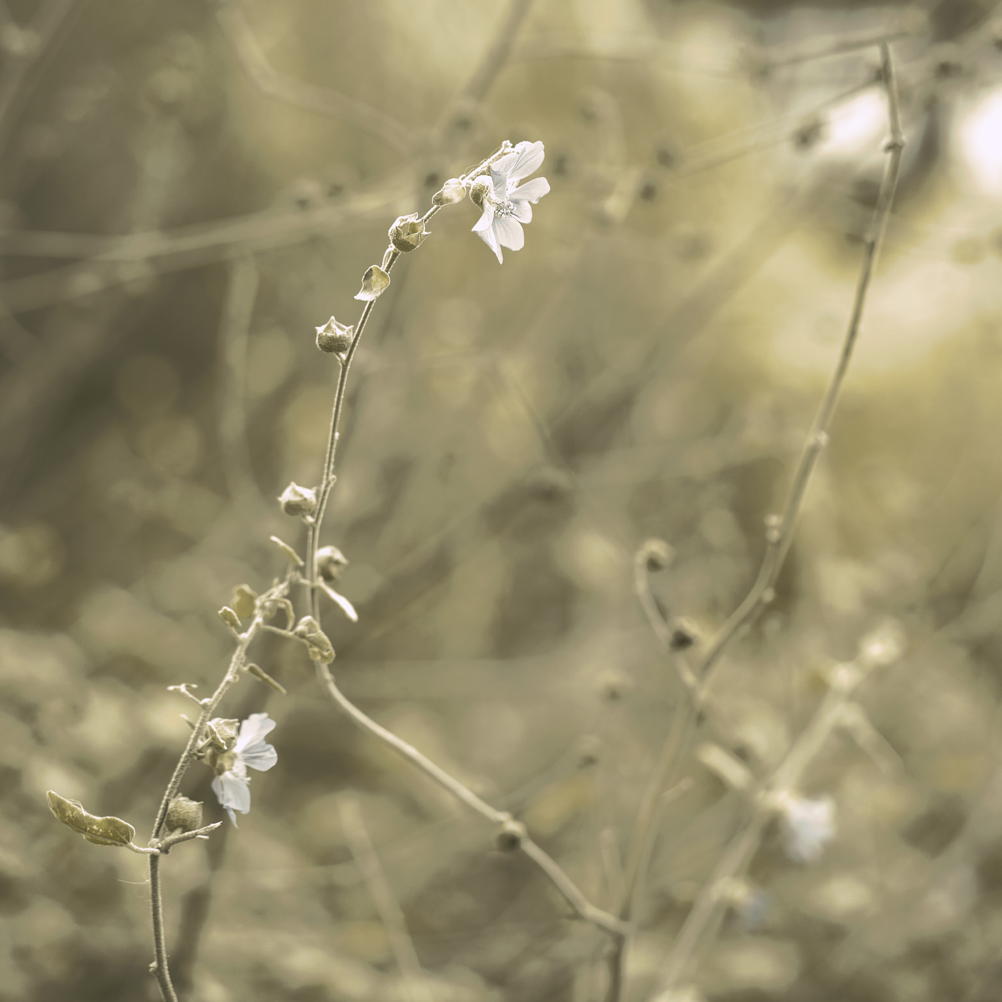 Sony a7 + Sony Sonnar T* FE 55mm F1.8 ZA sample photo. The only one photography