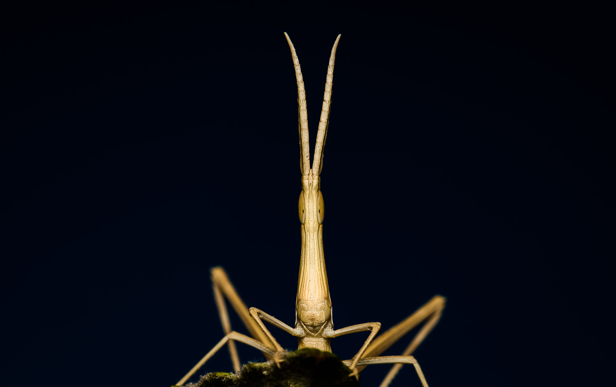 Canon EF 100mm F2.8L Macro IS USM sample photo. Grasshopper photography
