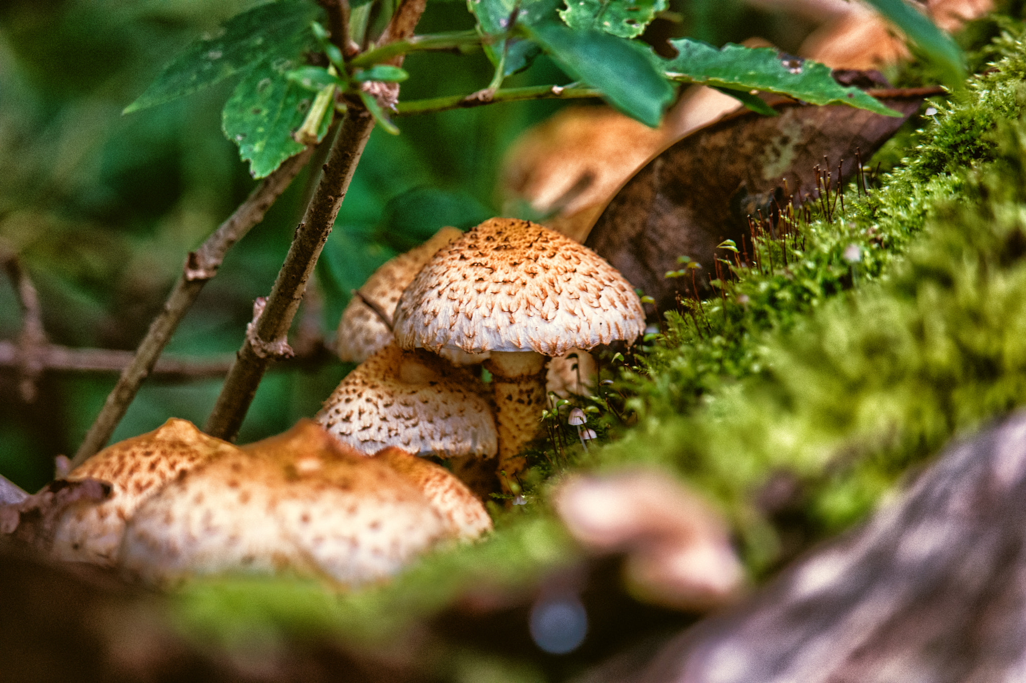 Samsung NX500 + Samsung NX 50-200mm F4-5.6 ED OIS sample photo. Mushroom obsession  photography