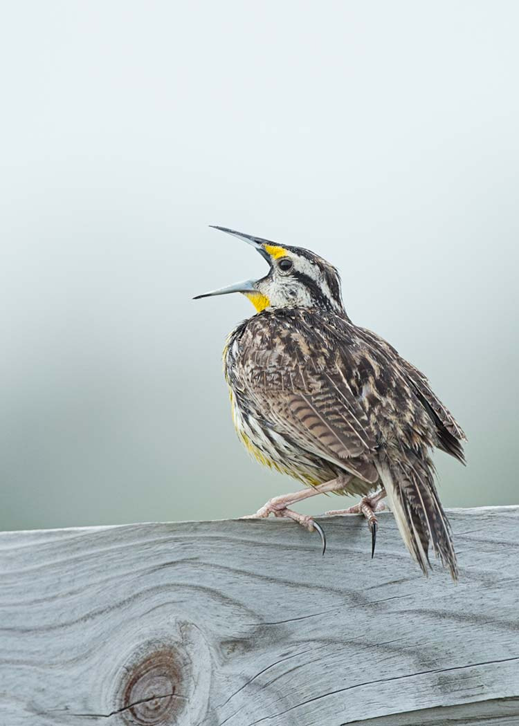 Canon EOS-1D X + Canon EF 500mm F4L IS II USM sample photo. Meadowlark in full call photography