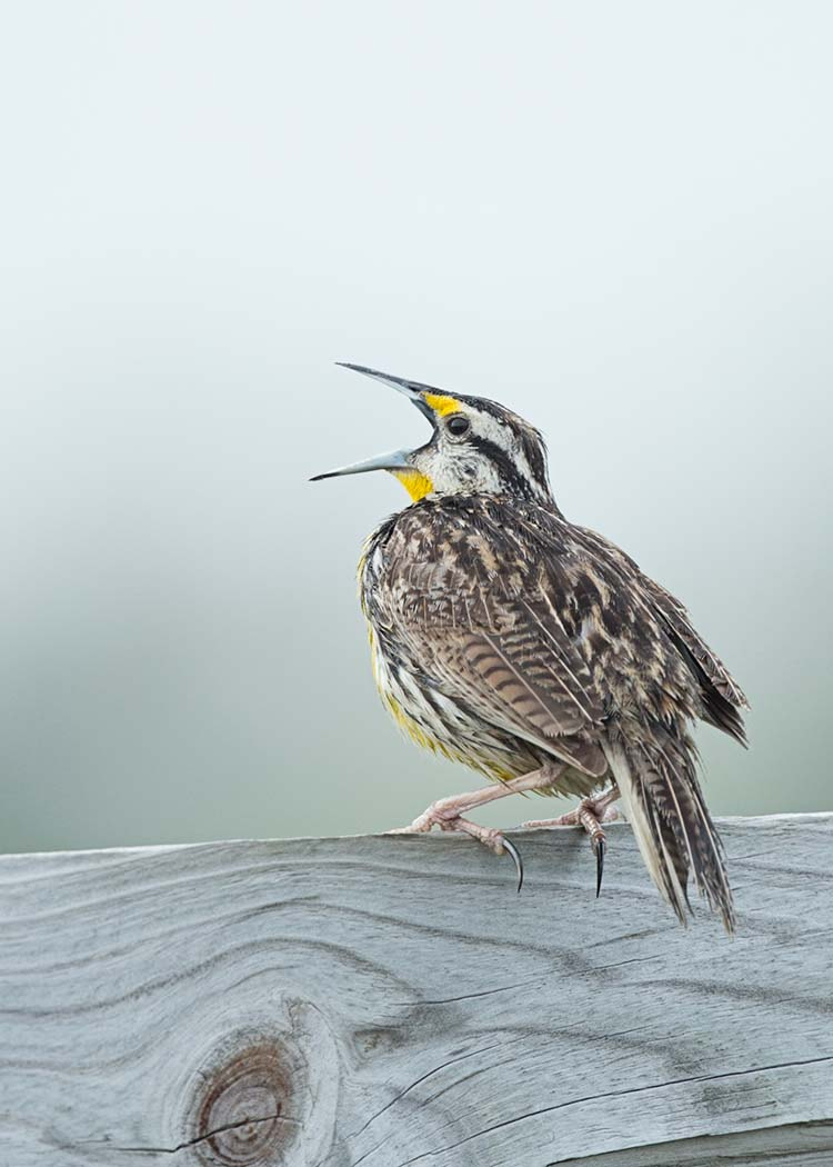 Canon EF 500mm F4L IS II USM sample photo. Meadowlark in full call photography