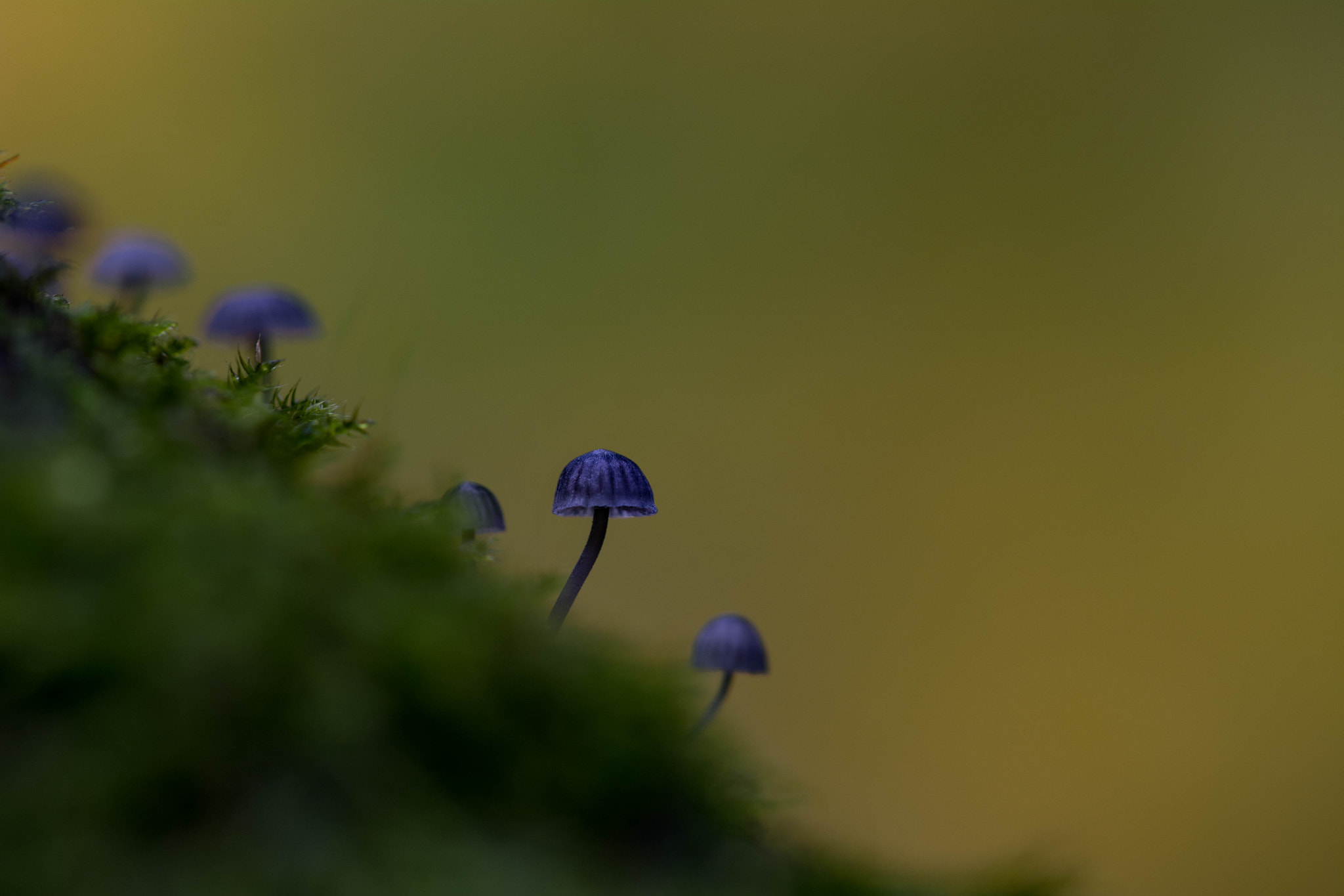 Sigma 150mm F2.8 EX DG Macro HSM sample photo. Downhill photography