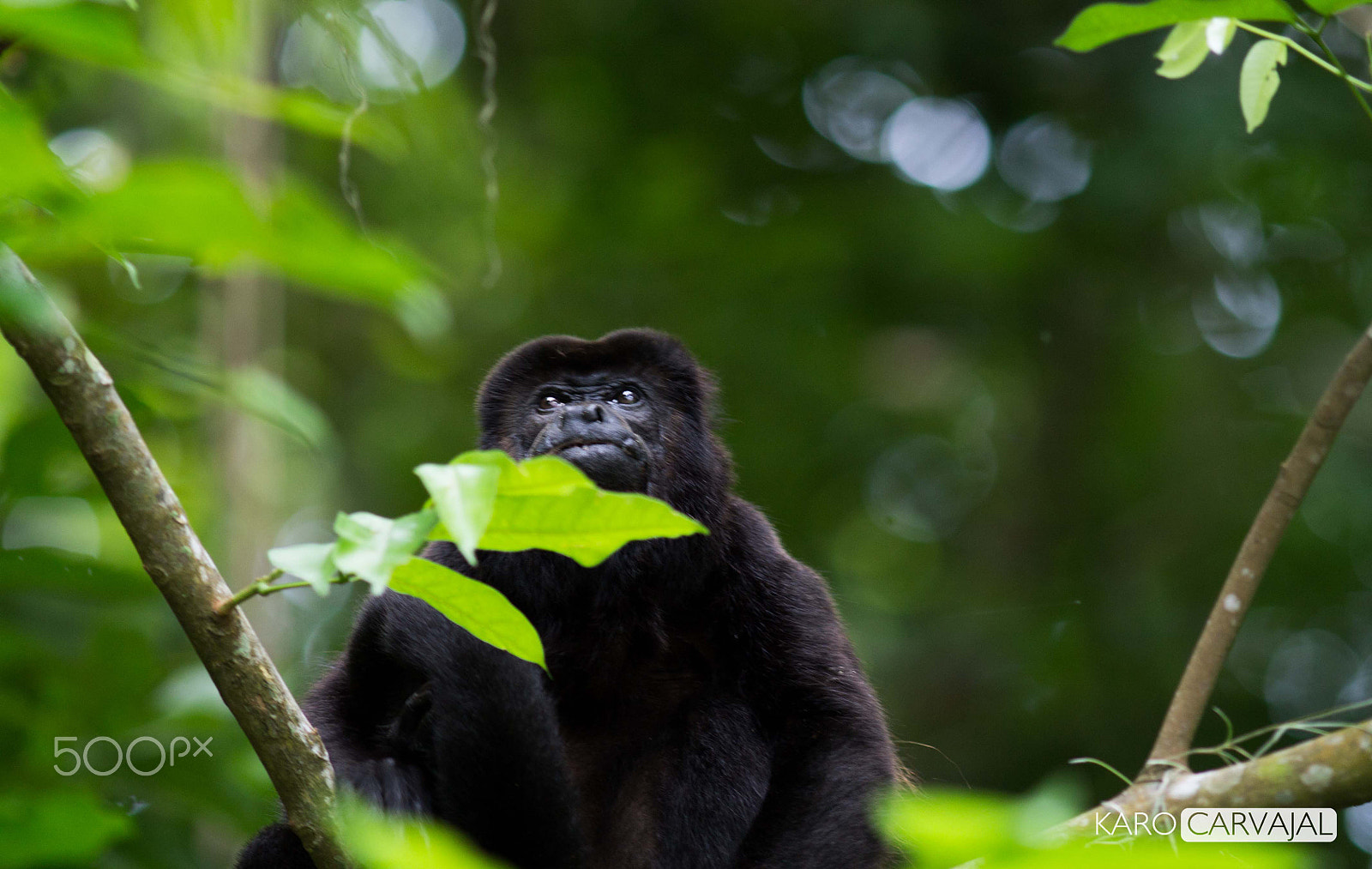 Canon EF 200mm F2.8L II USM sample photo. Alouatta palliata photography