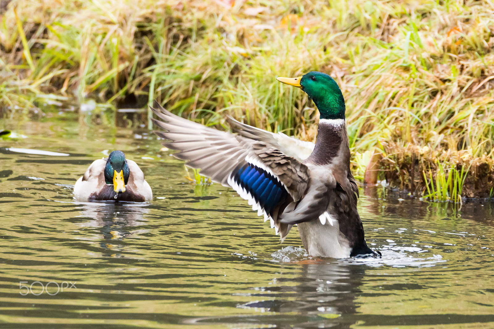 Sony SLT-A77 sample photo. Duck photography